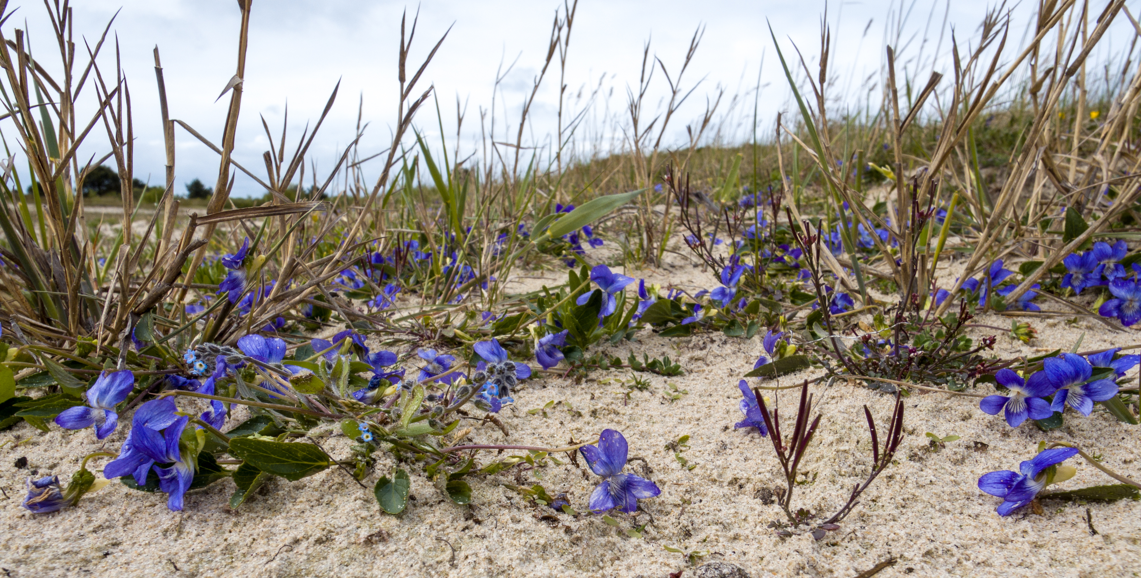 Hondsviooltje (Viola canina)