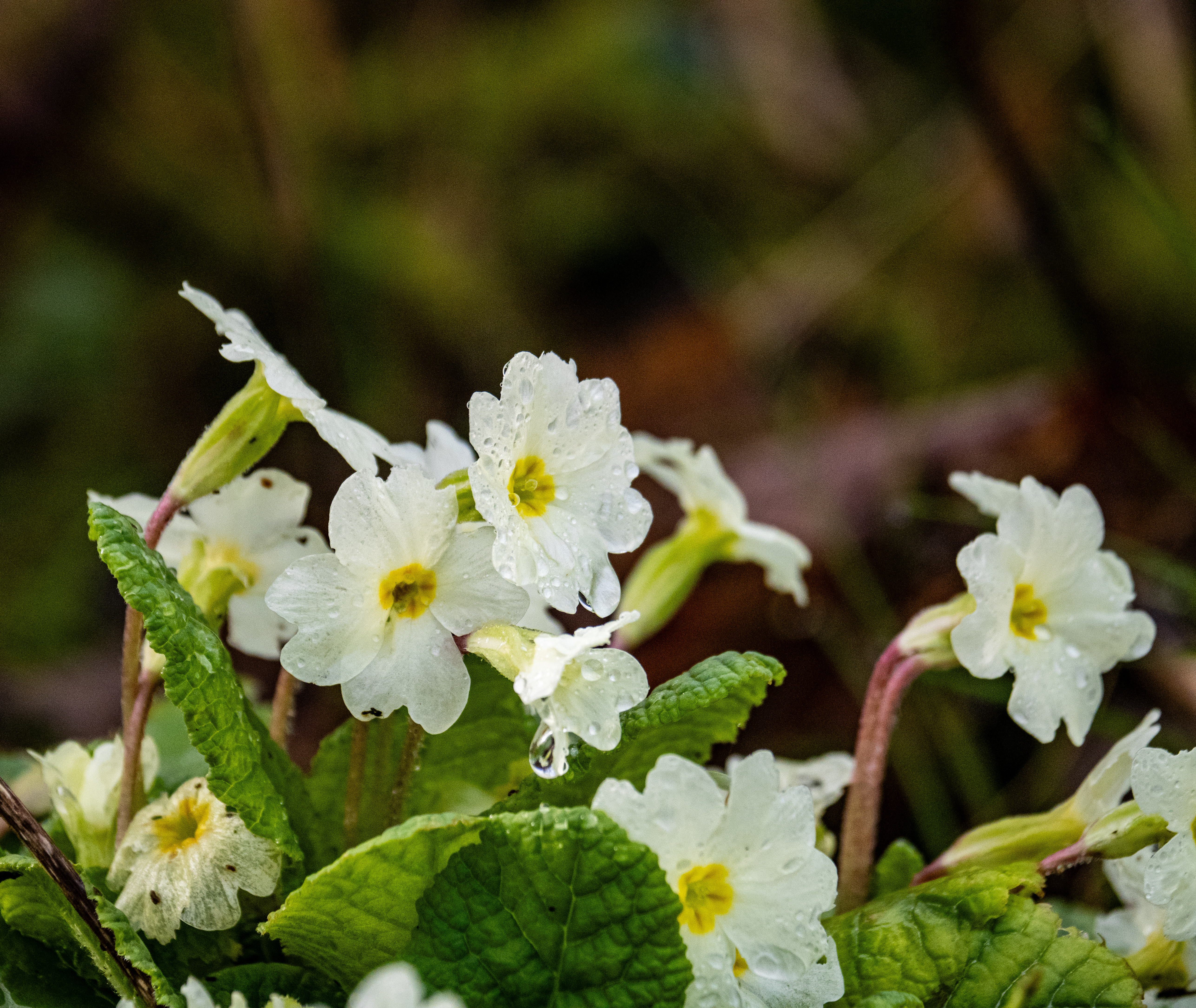 Stengelloze sleutelbloem