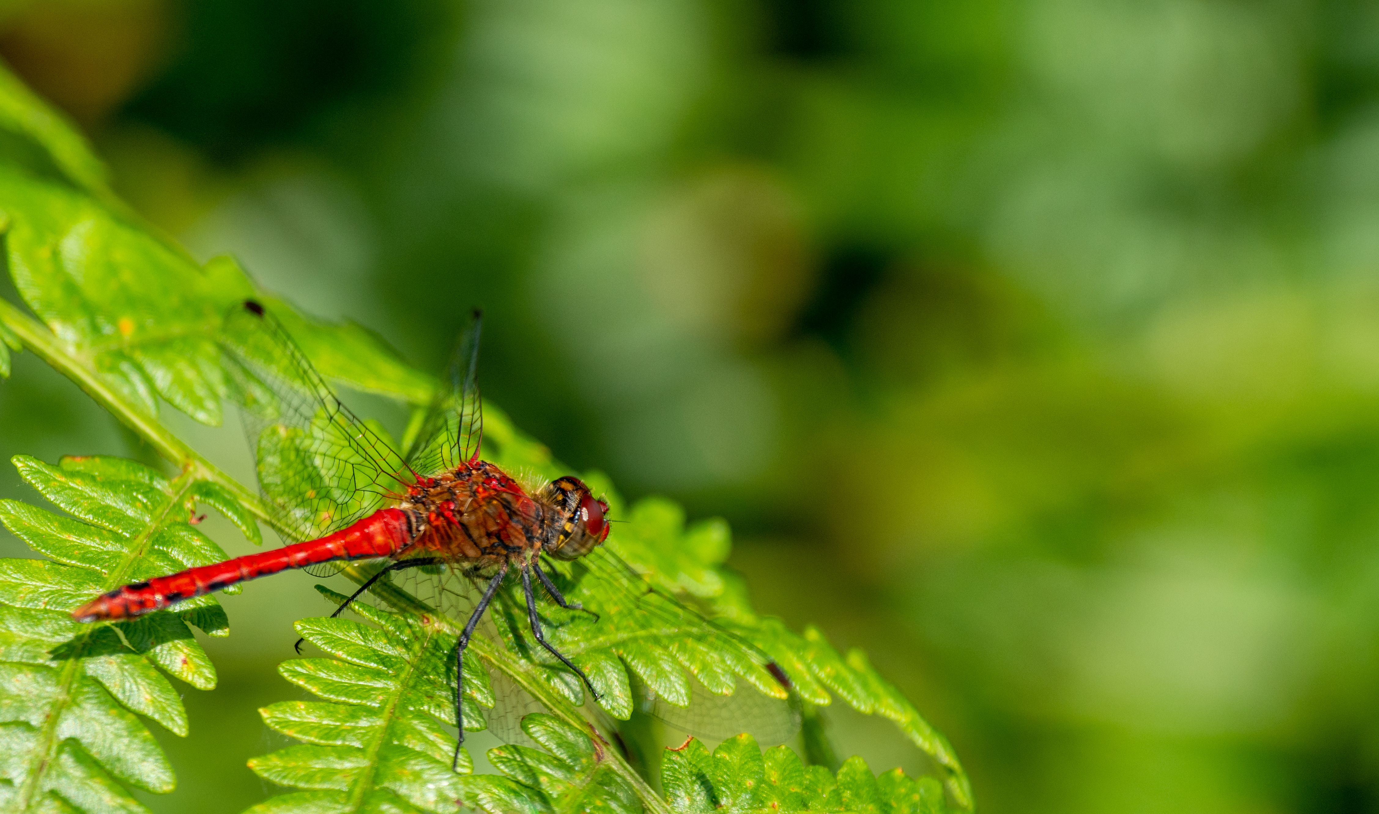 Bloedrode heidelibel