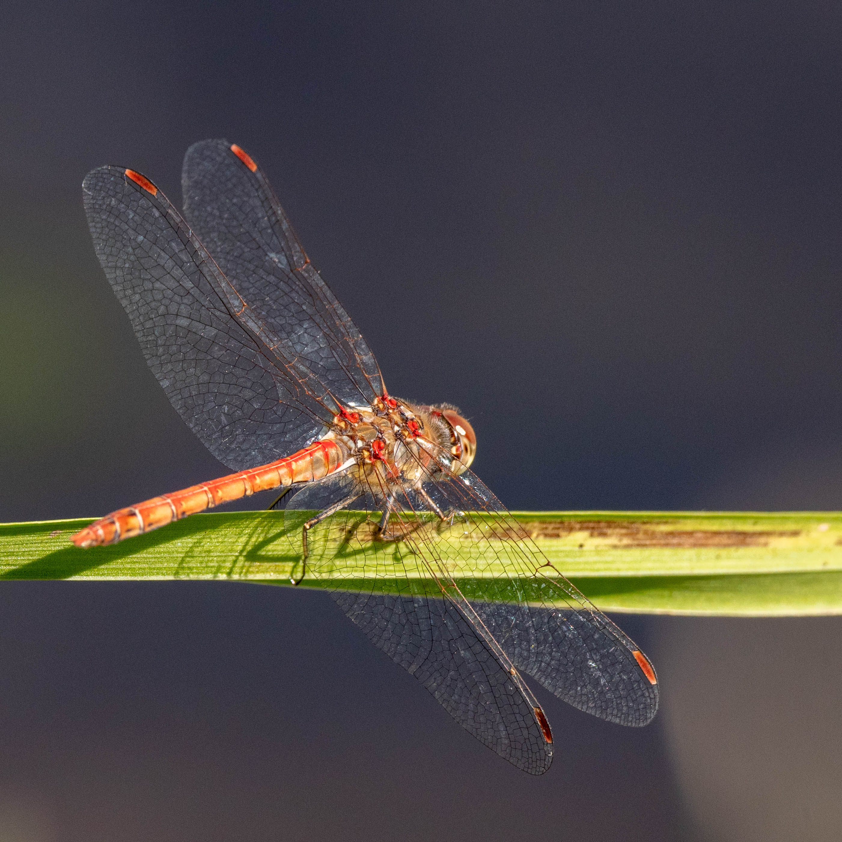 Bruinrode heidelibel (common darter)