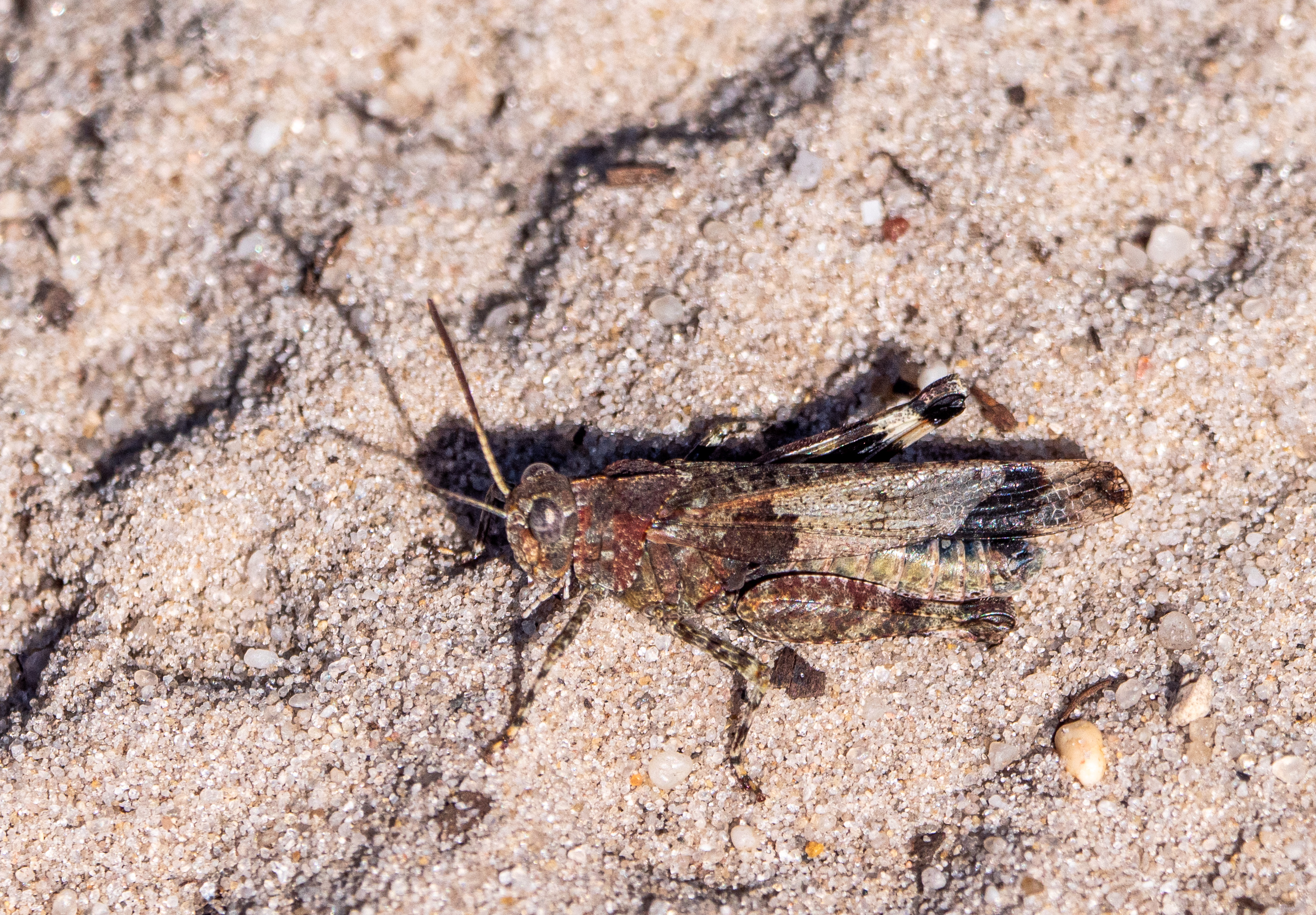 Blauwvleugelsprinkhaan