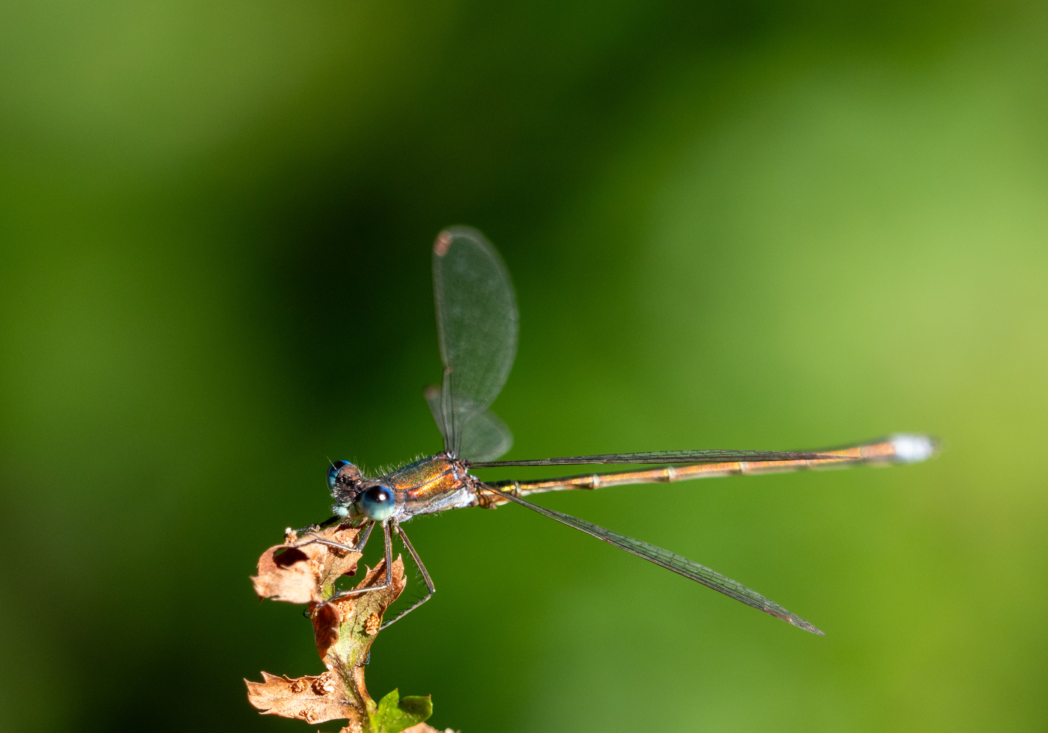 Tengere pantserjuffer