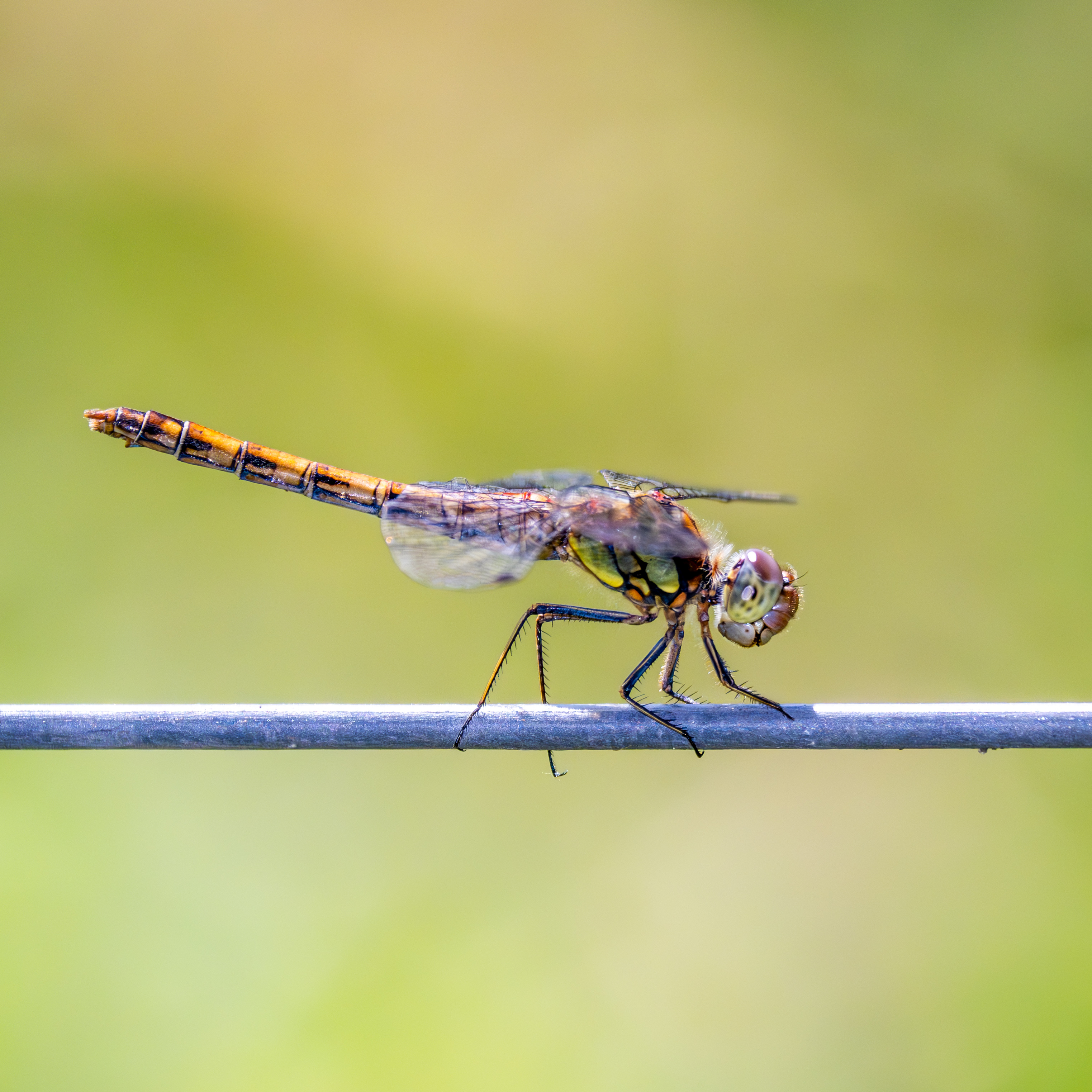 Bruinrode heidelibel