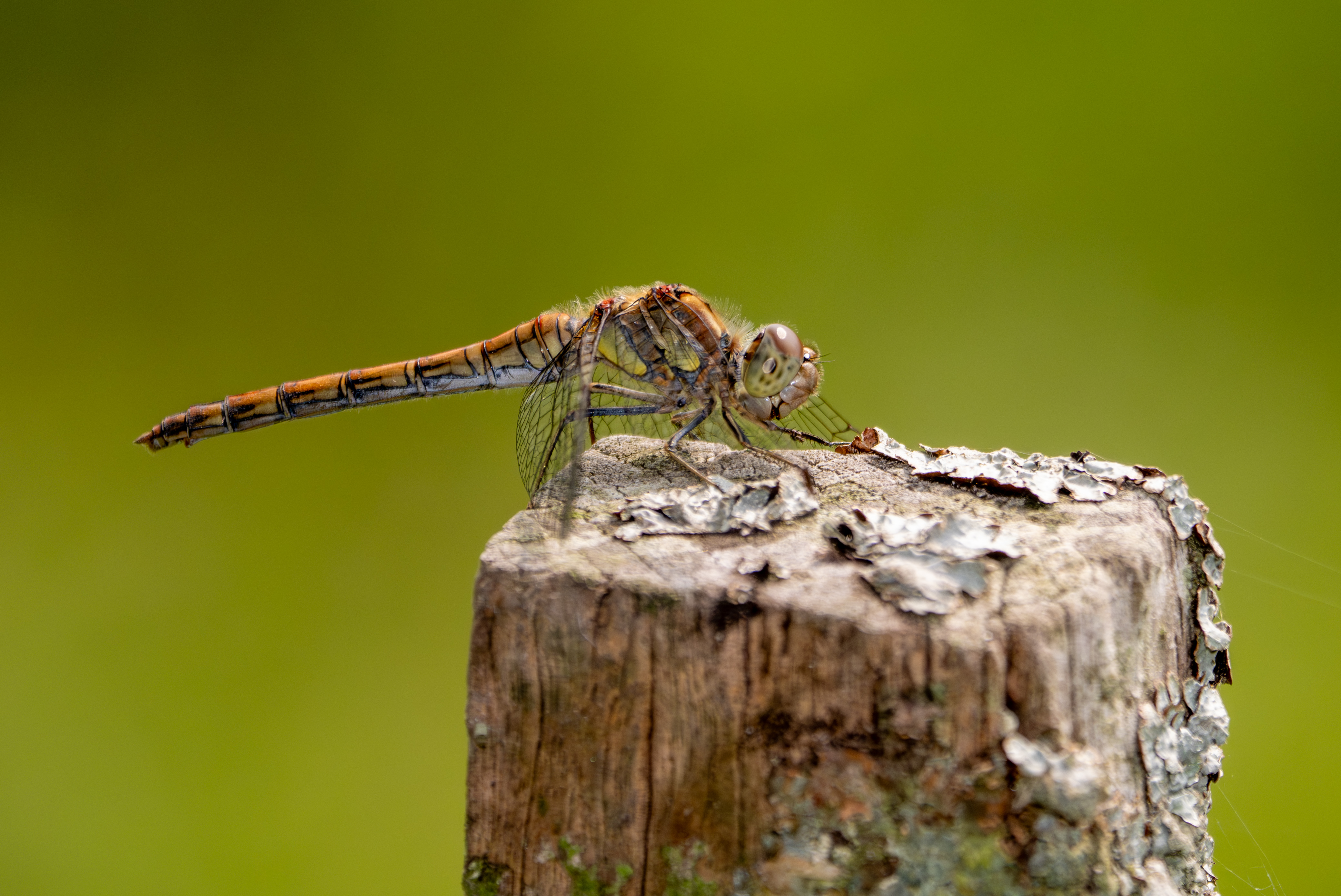 Bruinrode heidelibel
