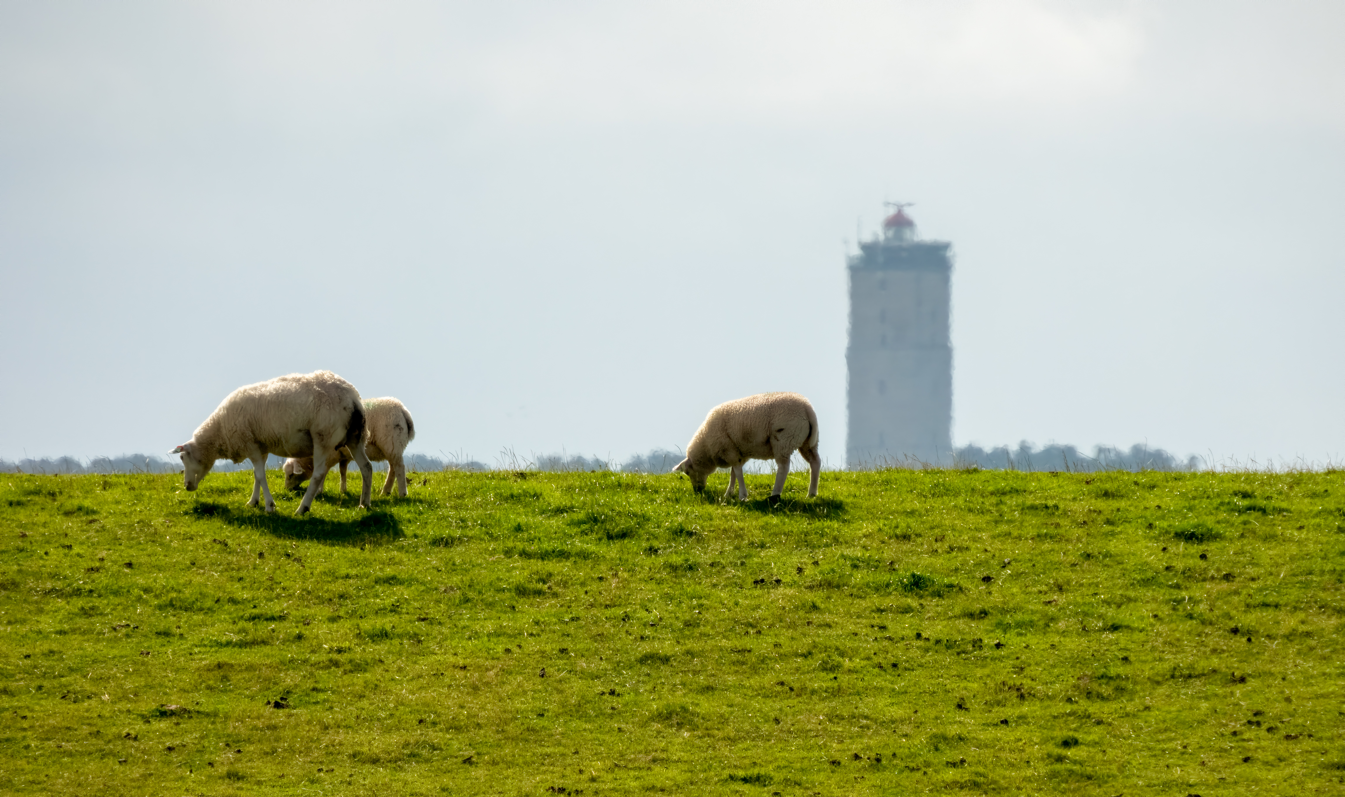 Terschelling