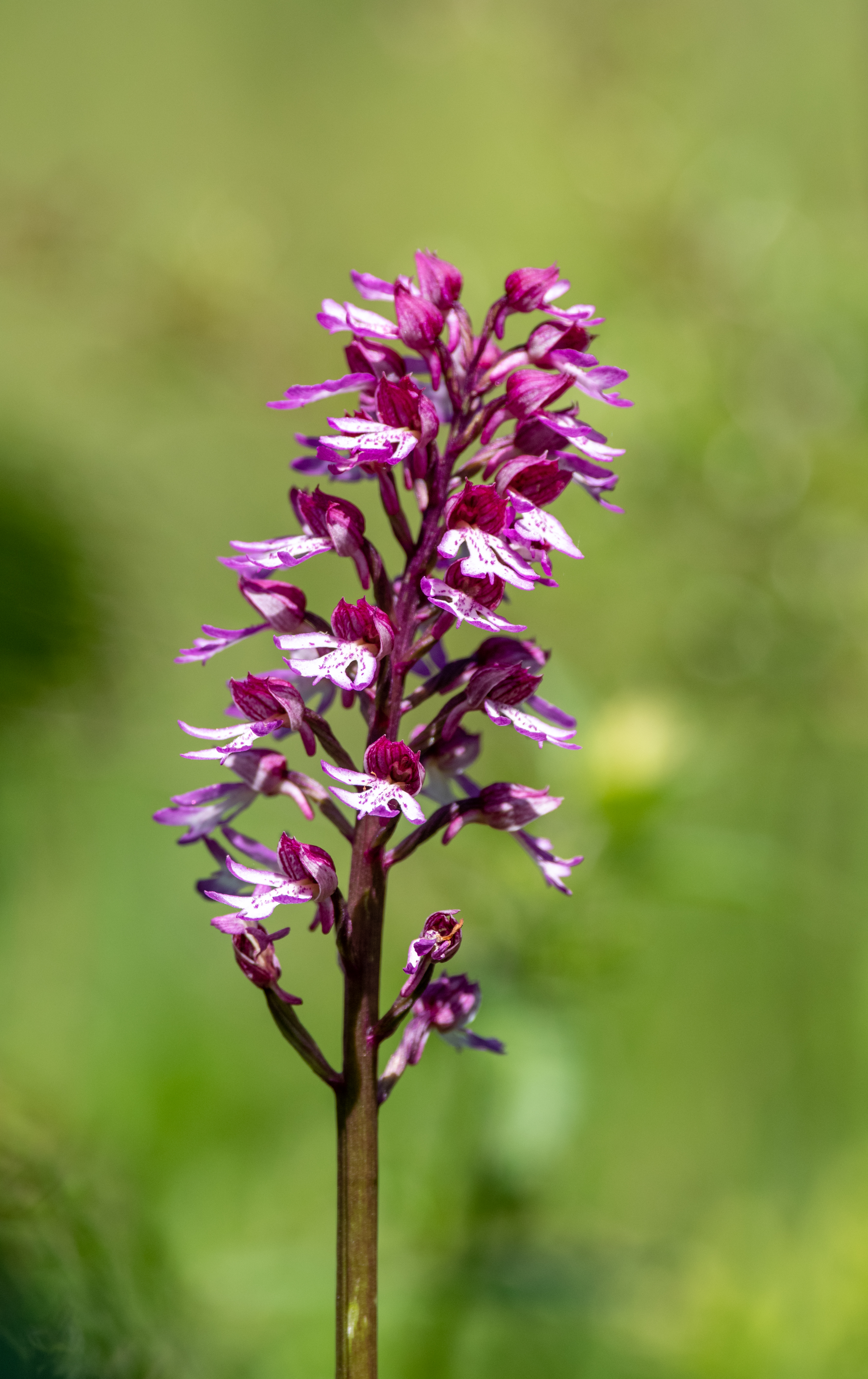 Purperorchis
