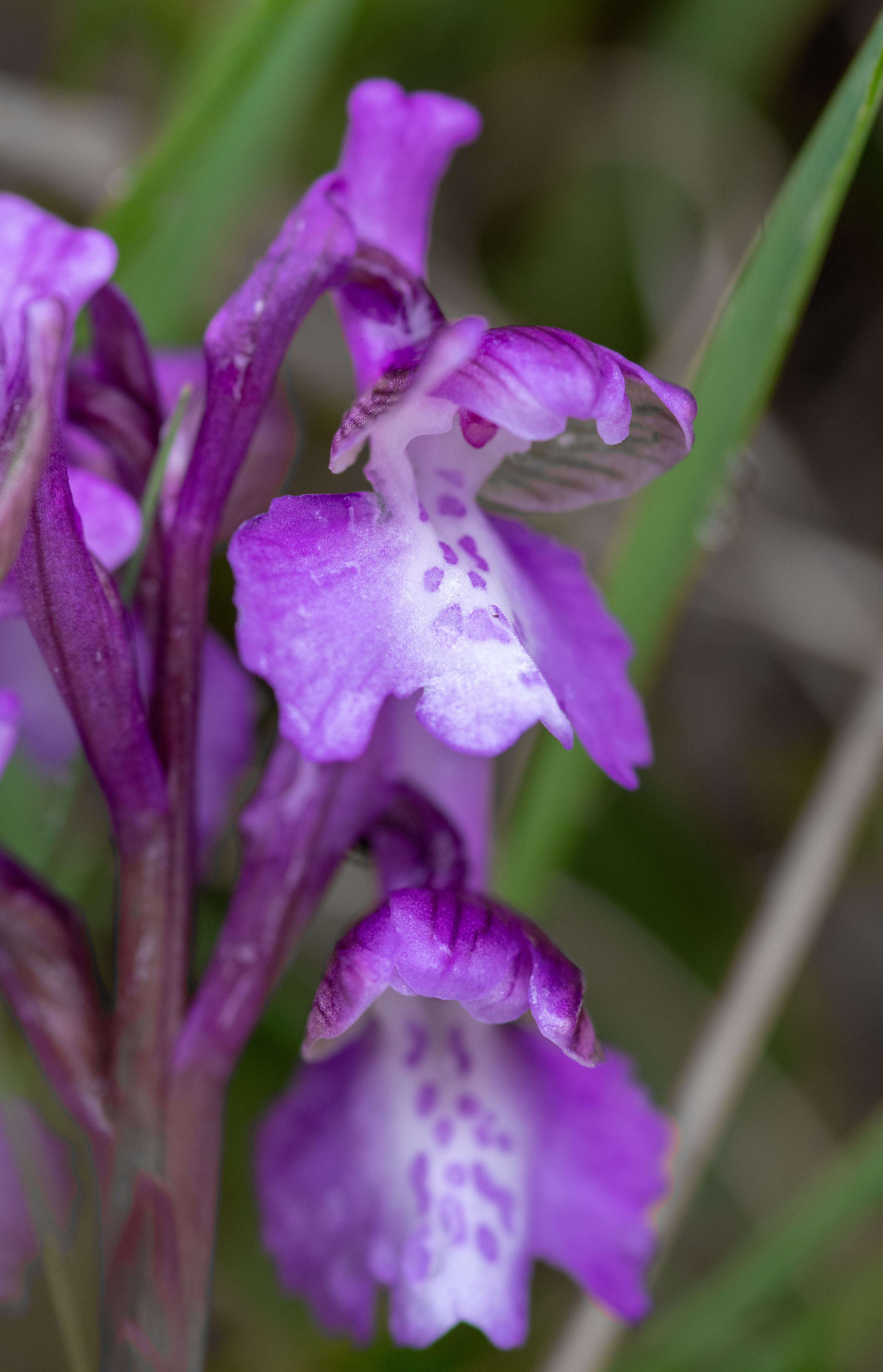 Harlekijn (Orchis morio)