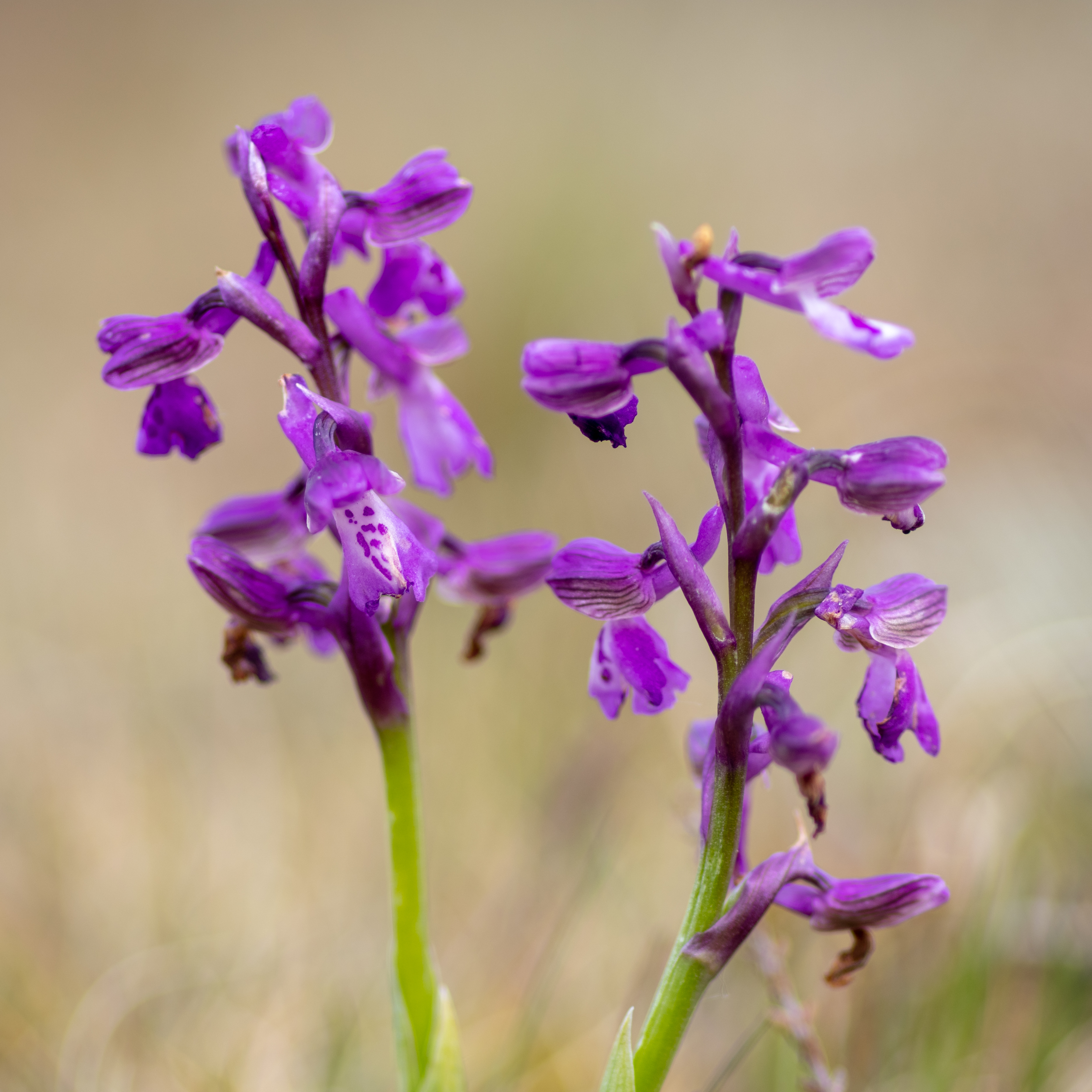Harlekijn (Orchis morio)