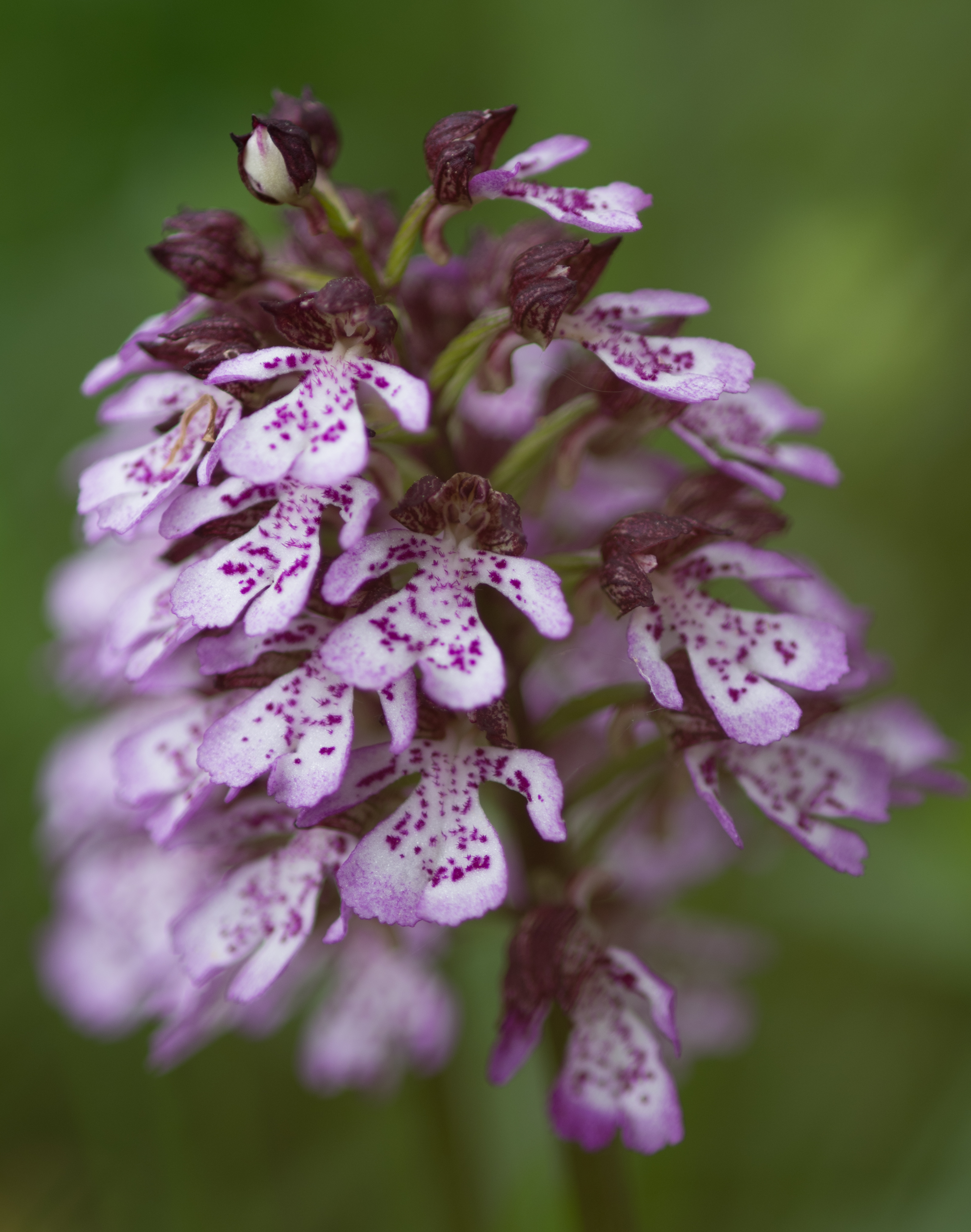Orchis purpurea