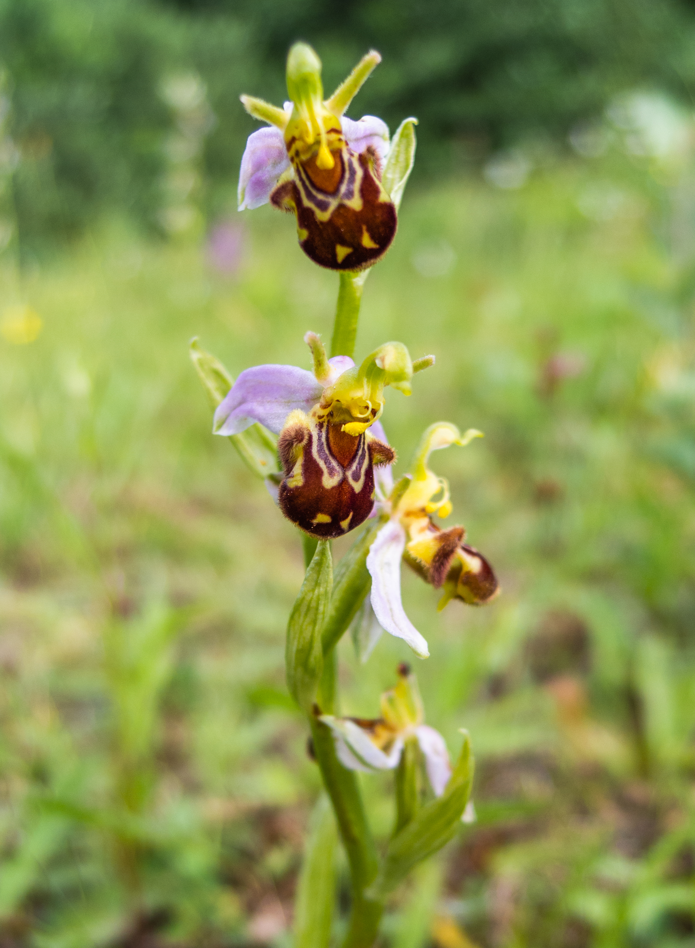 Bijenorchis