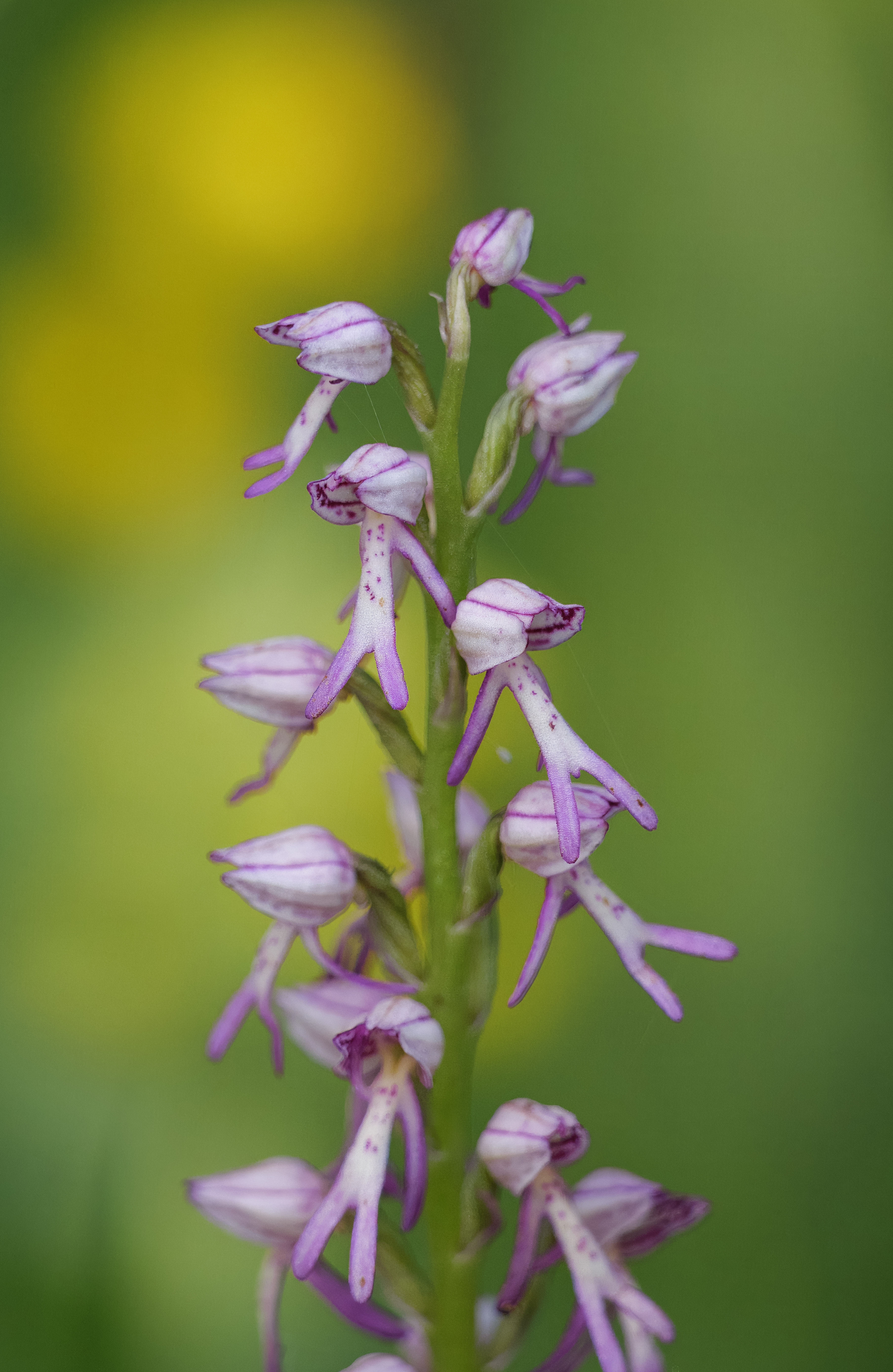 poppenorchis hybride