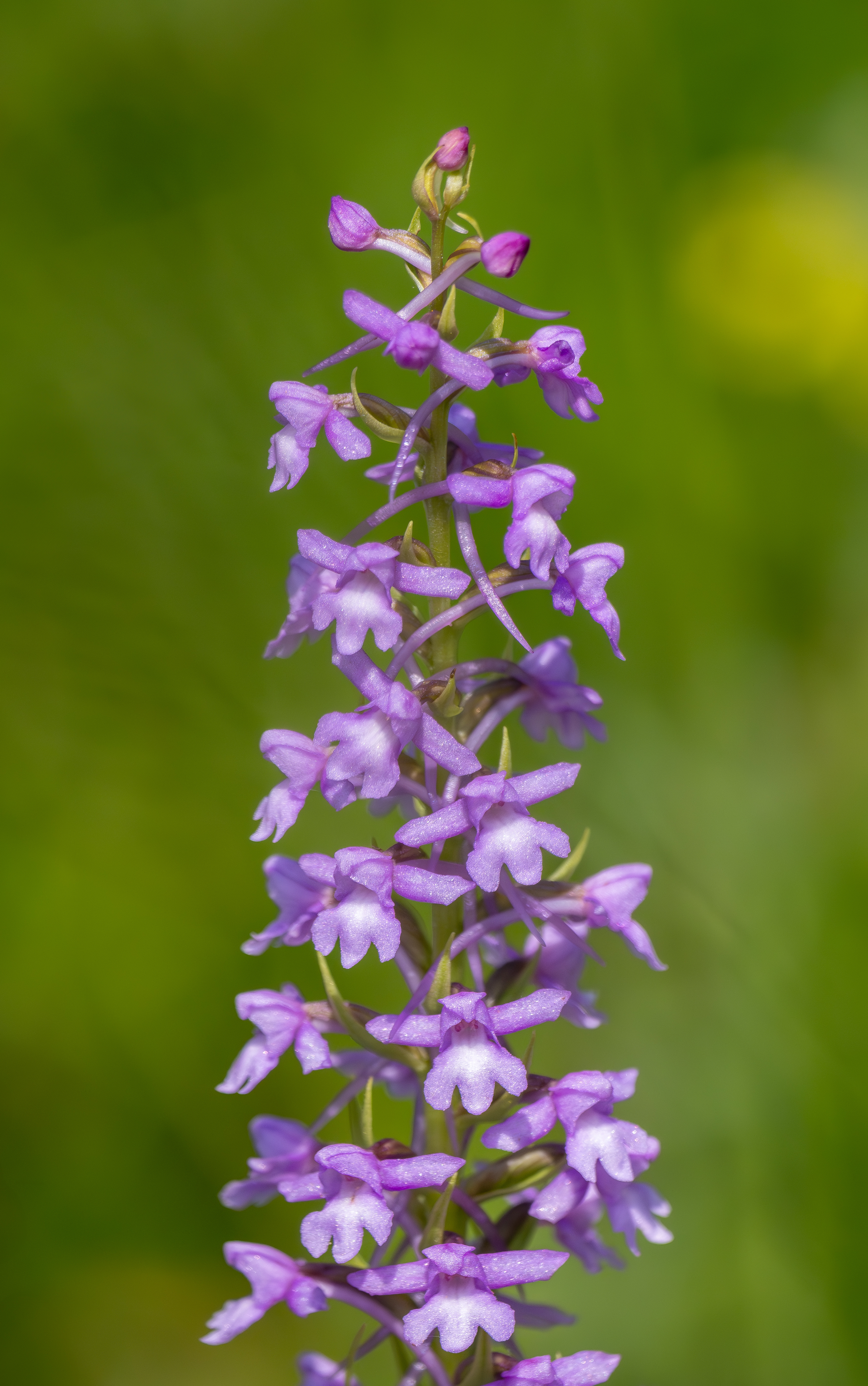 Grote muggenorchis