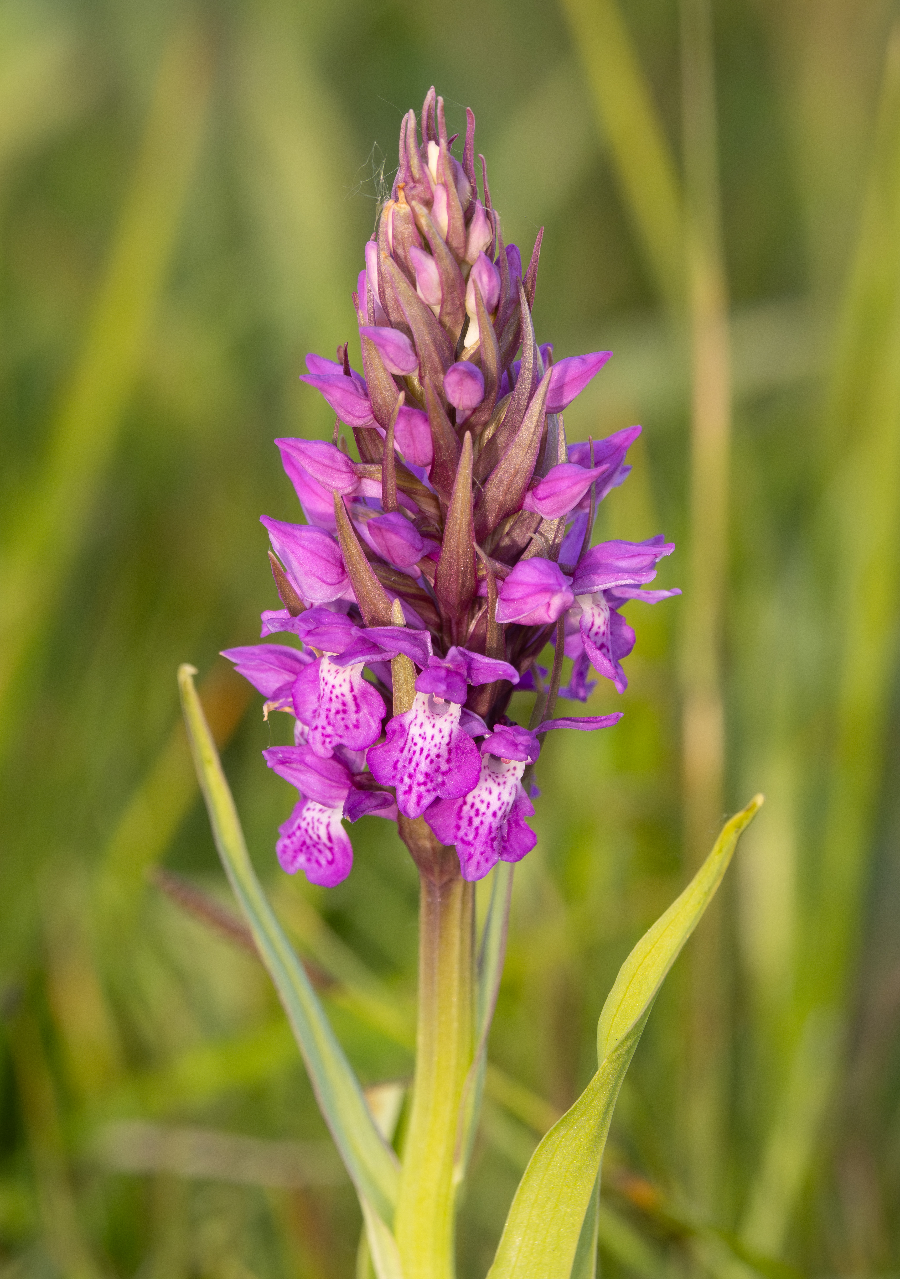 Rietorchis