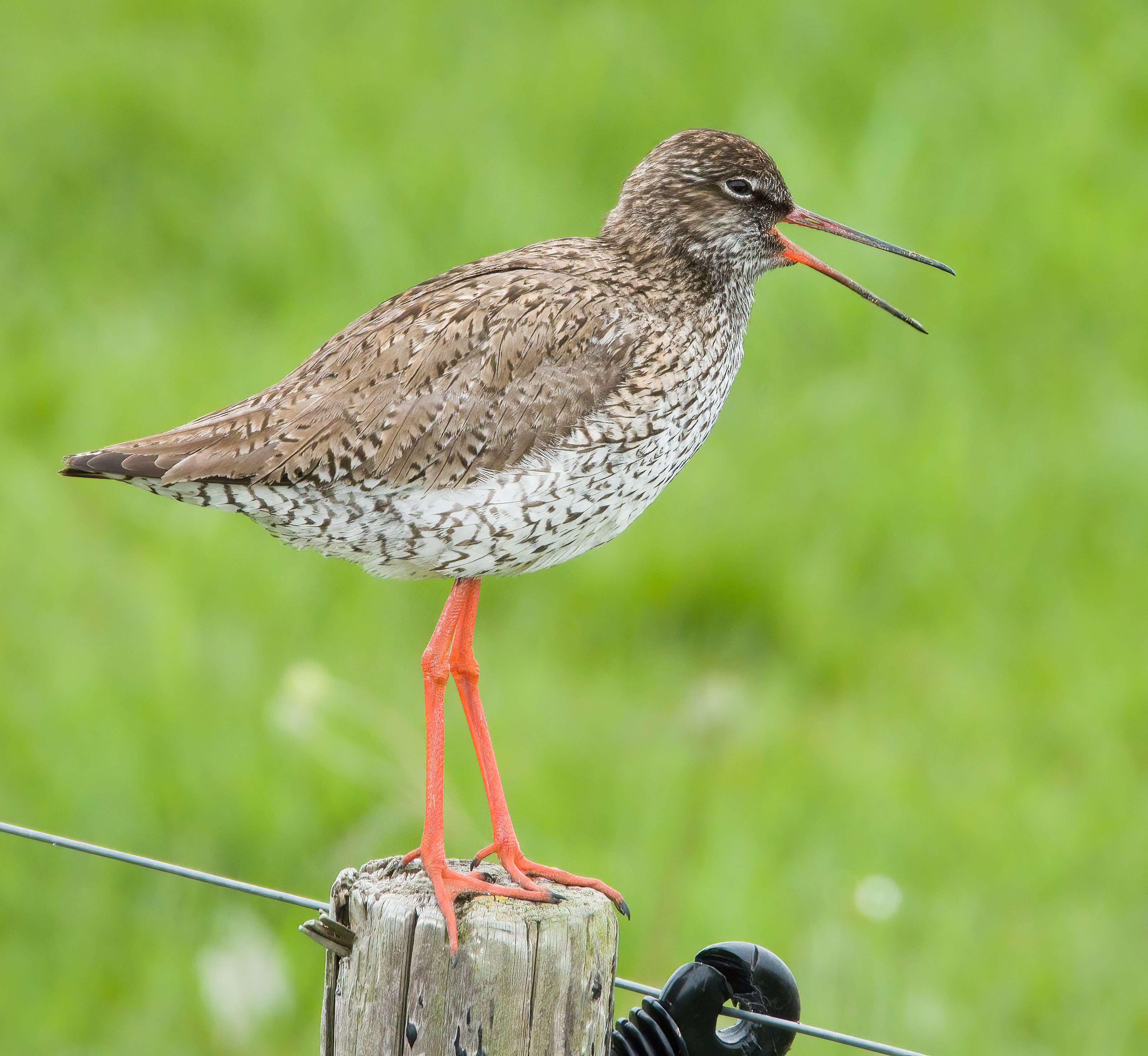 DSCN4949 sharpen Softness