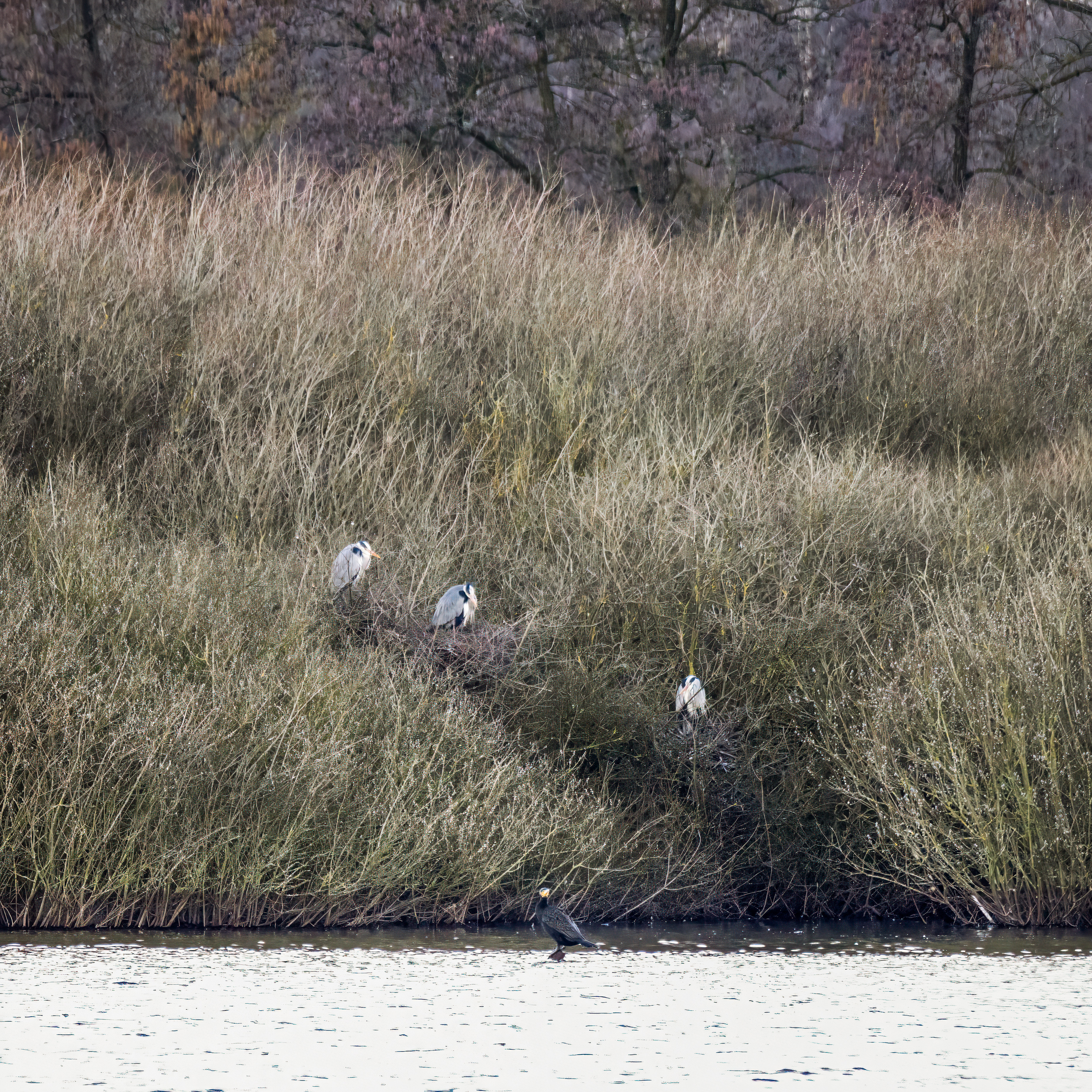 Blauwe reiger op nest