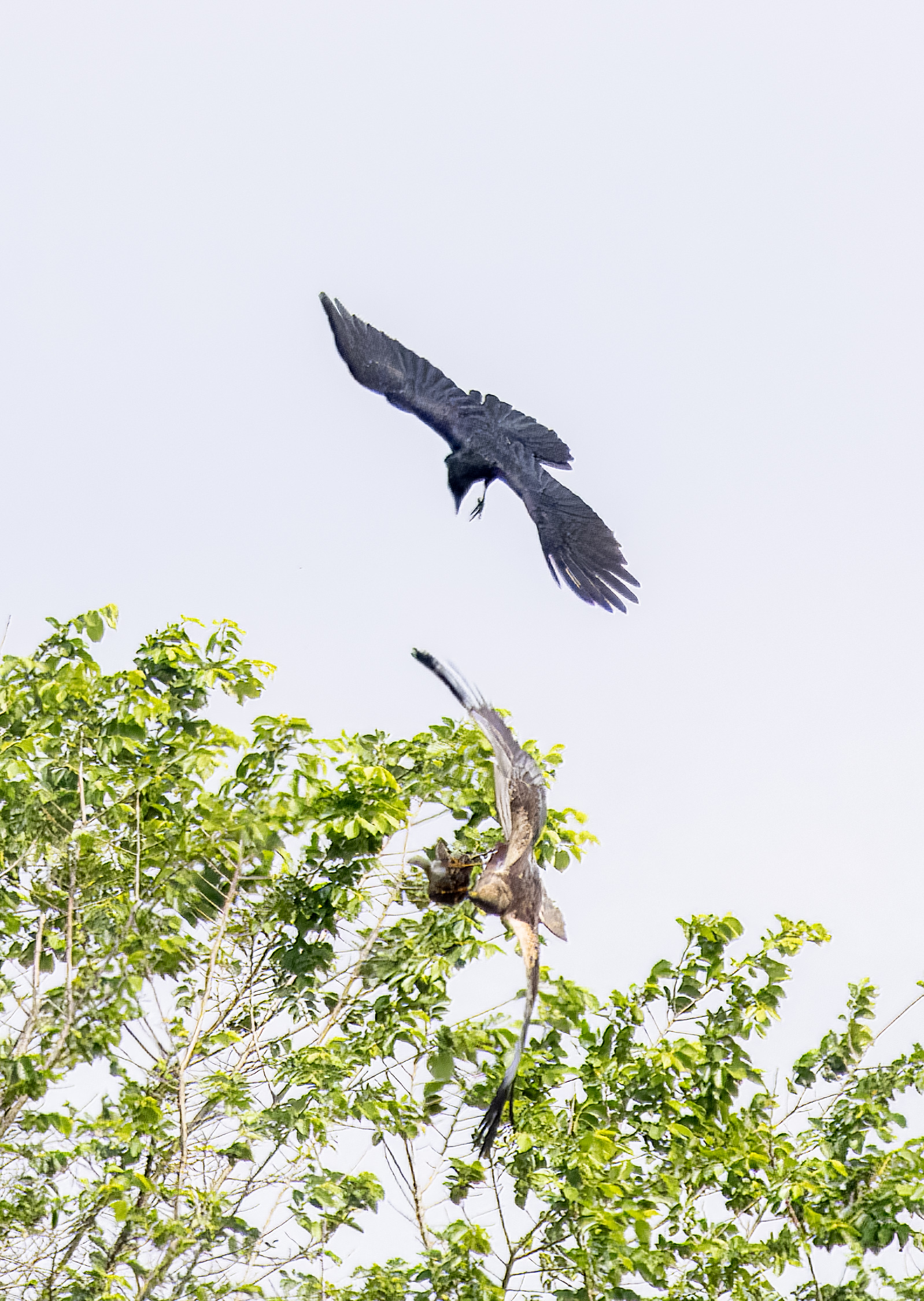 Kiekendief met prooi