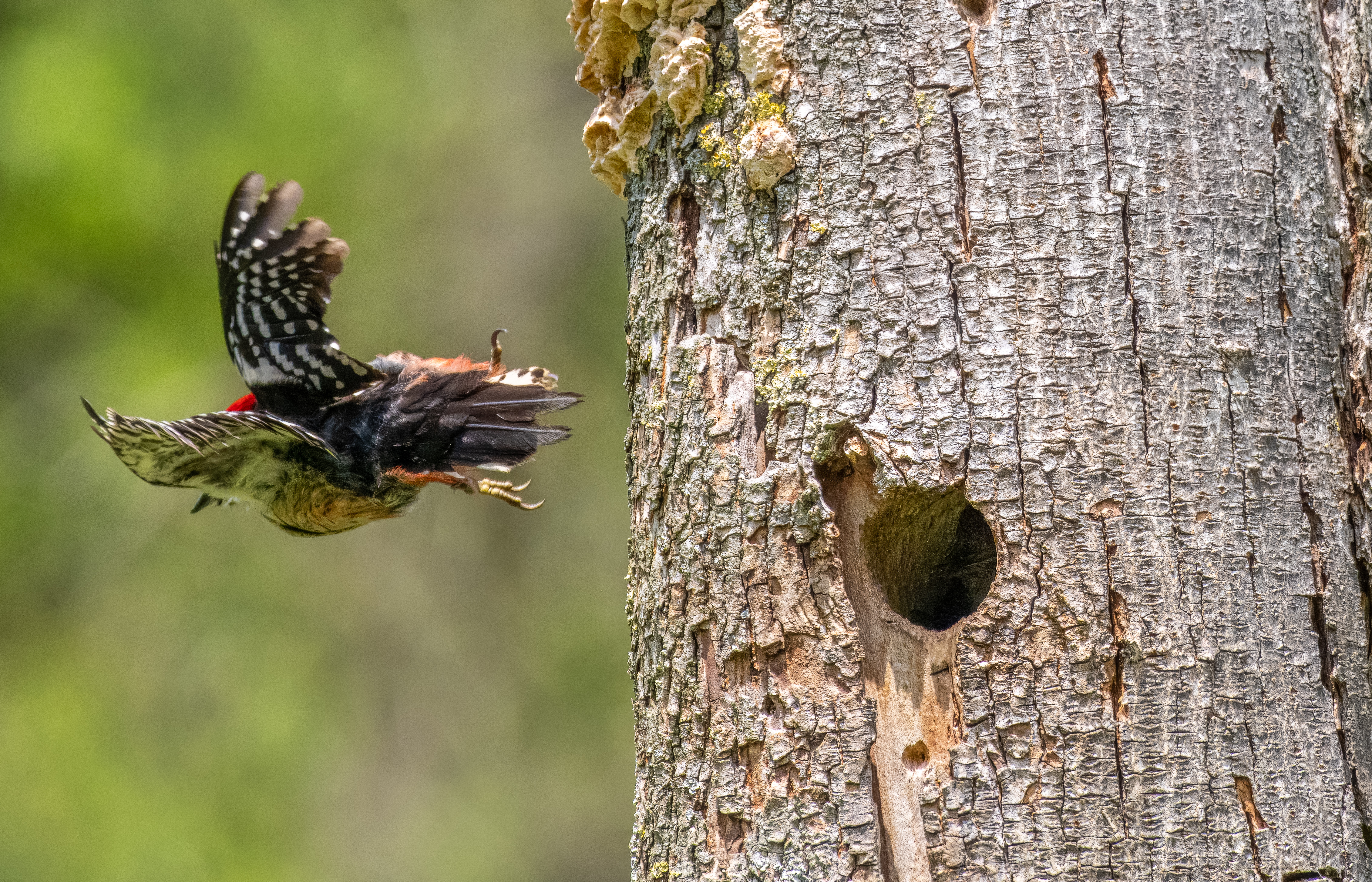 middelste bonte specht