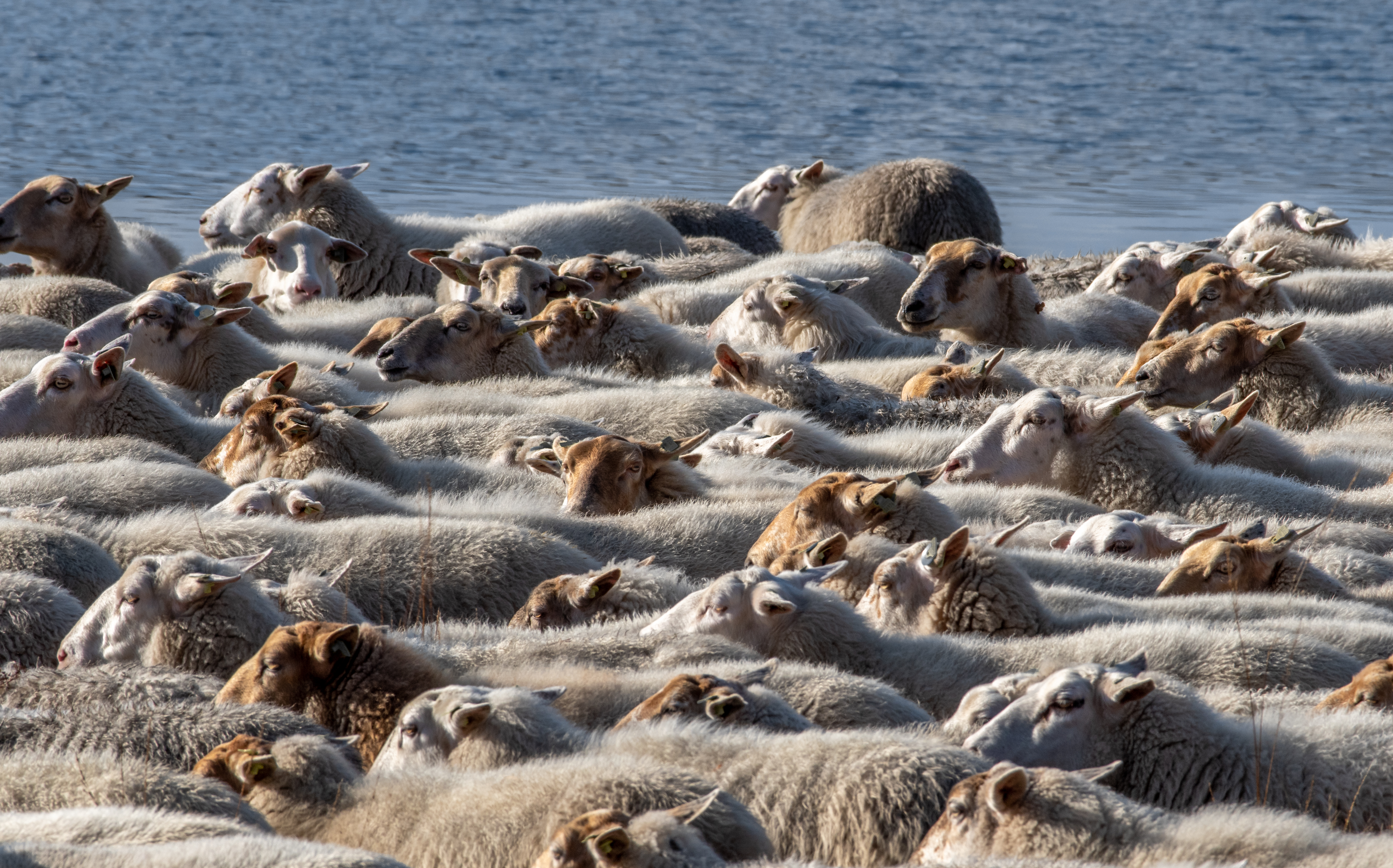 Sea of Sheep