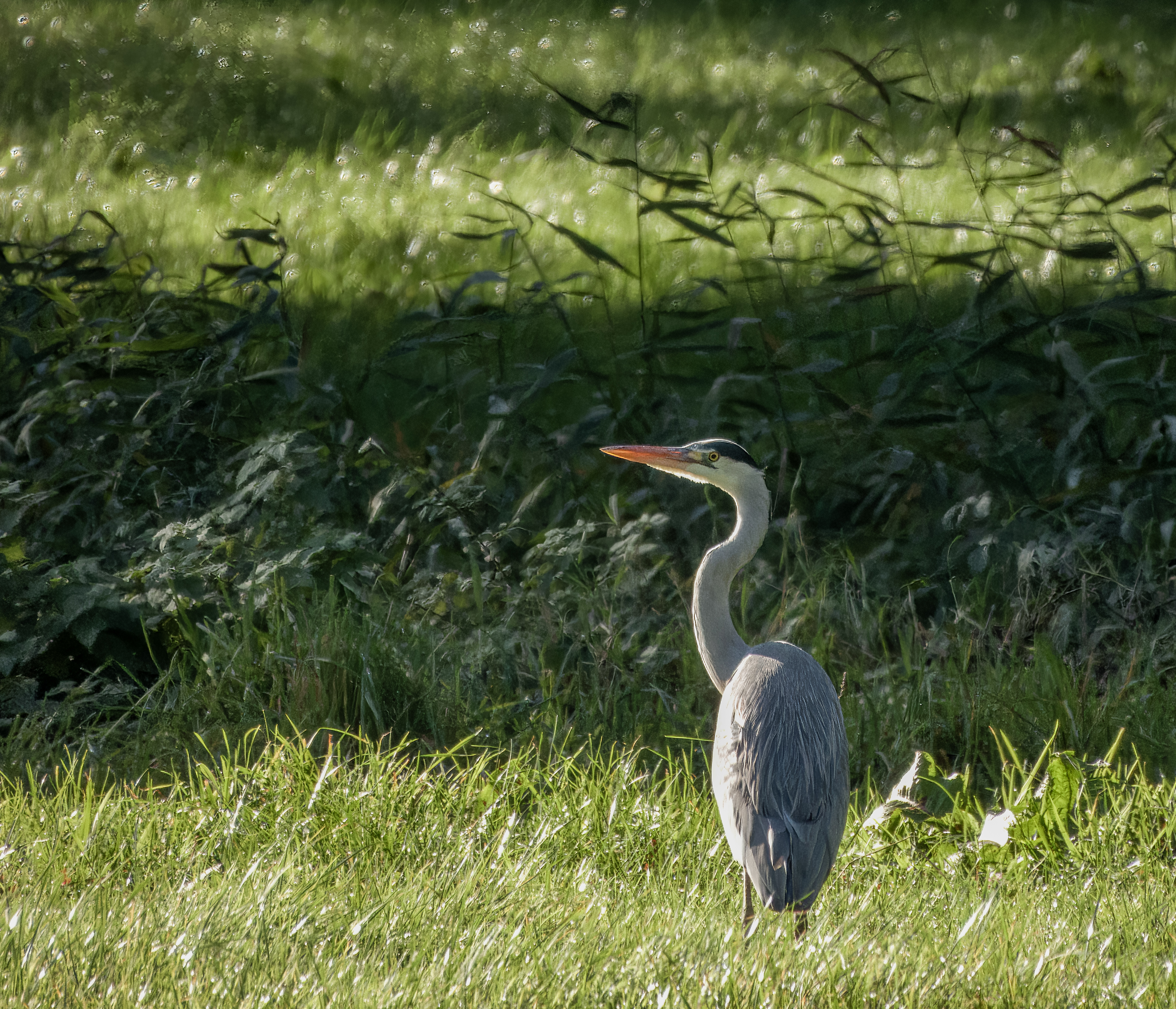Reiger