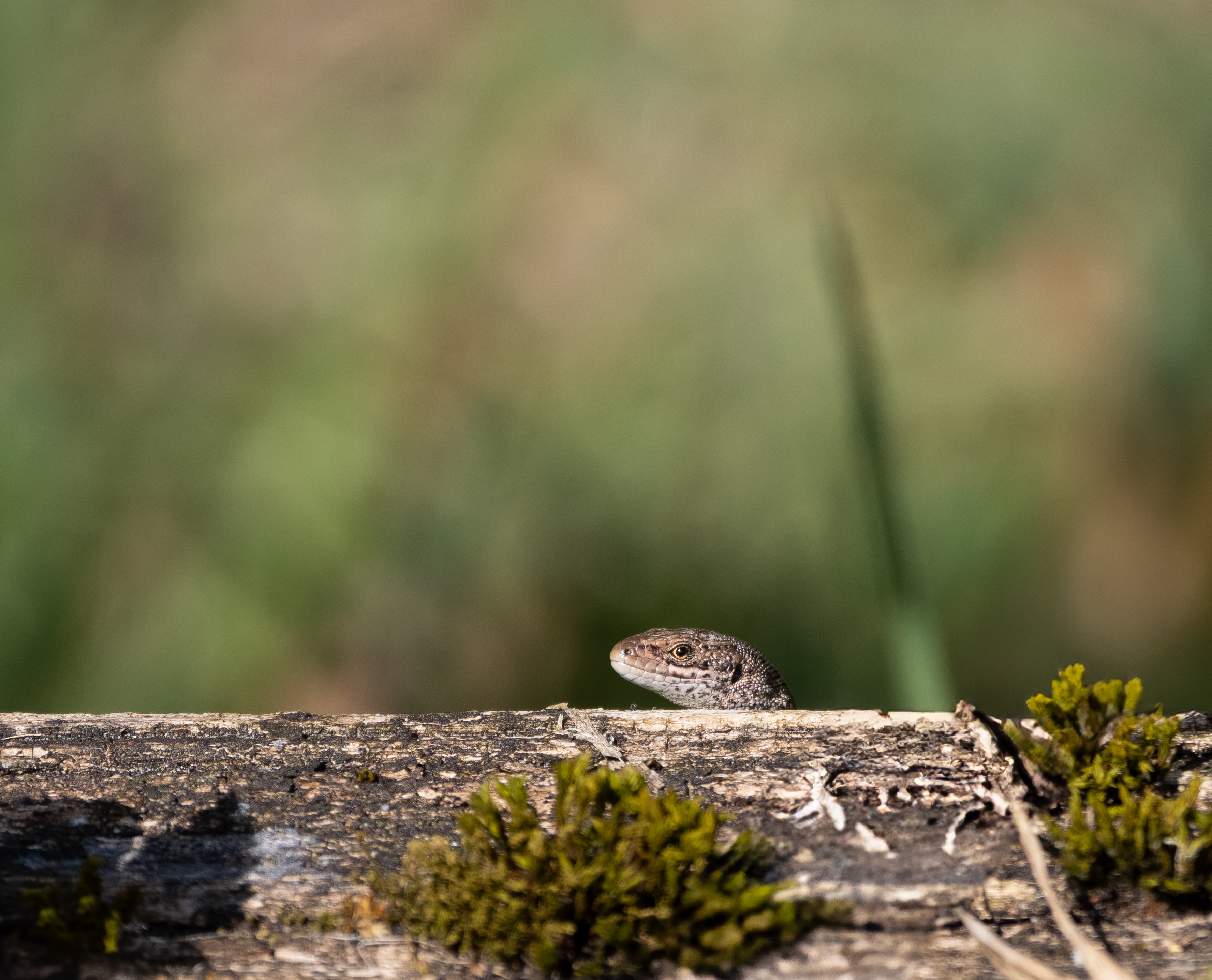 Levendbarende hagedis