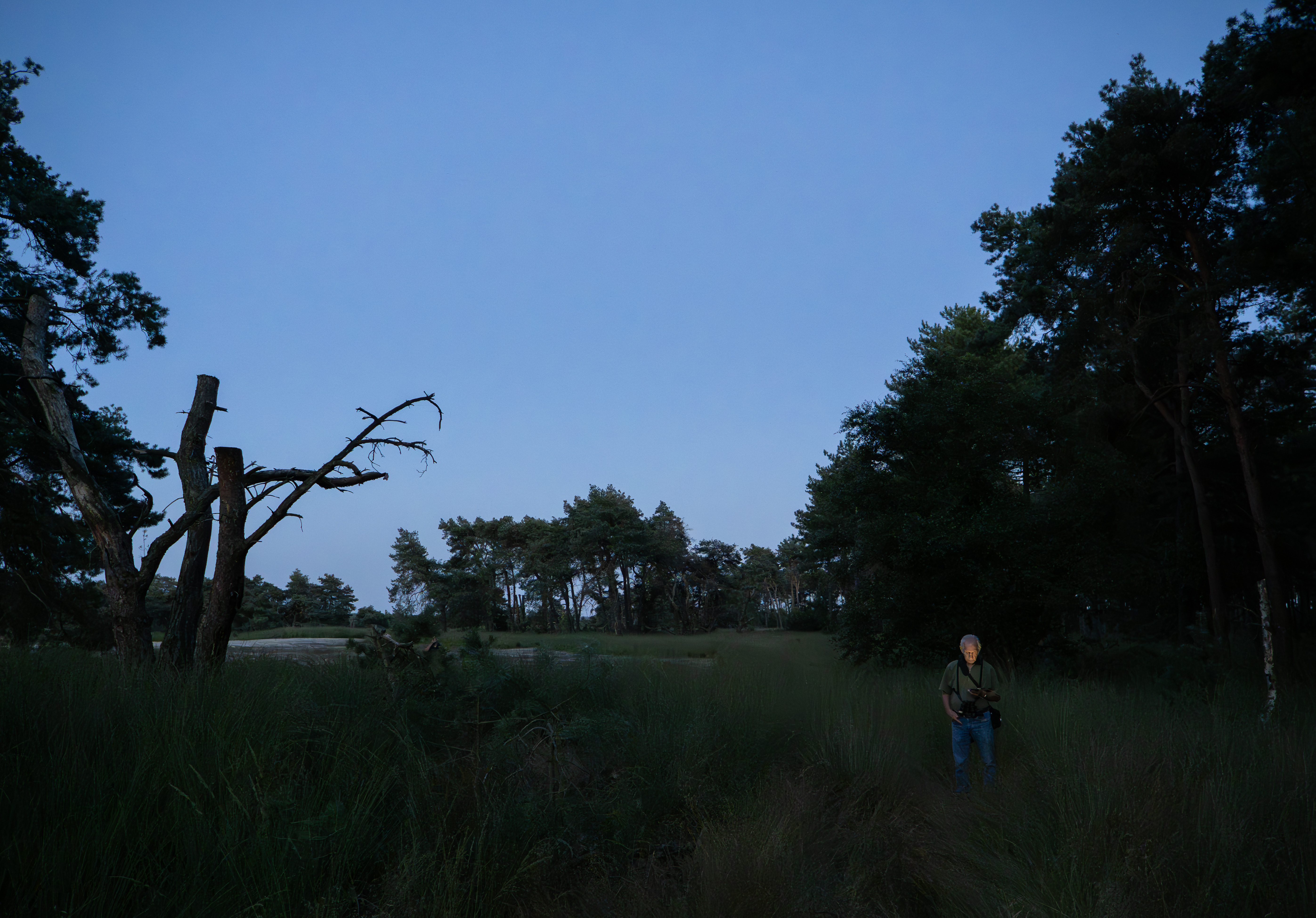 Nachtzwaluwen tellen