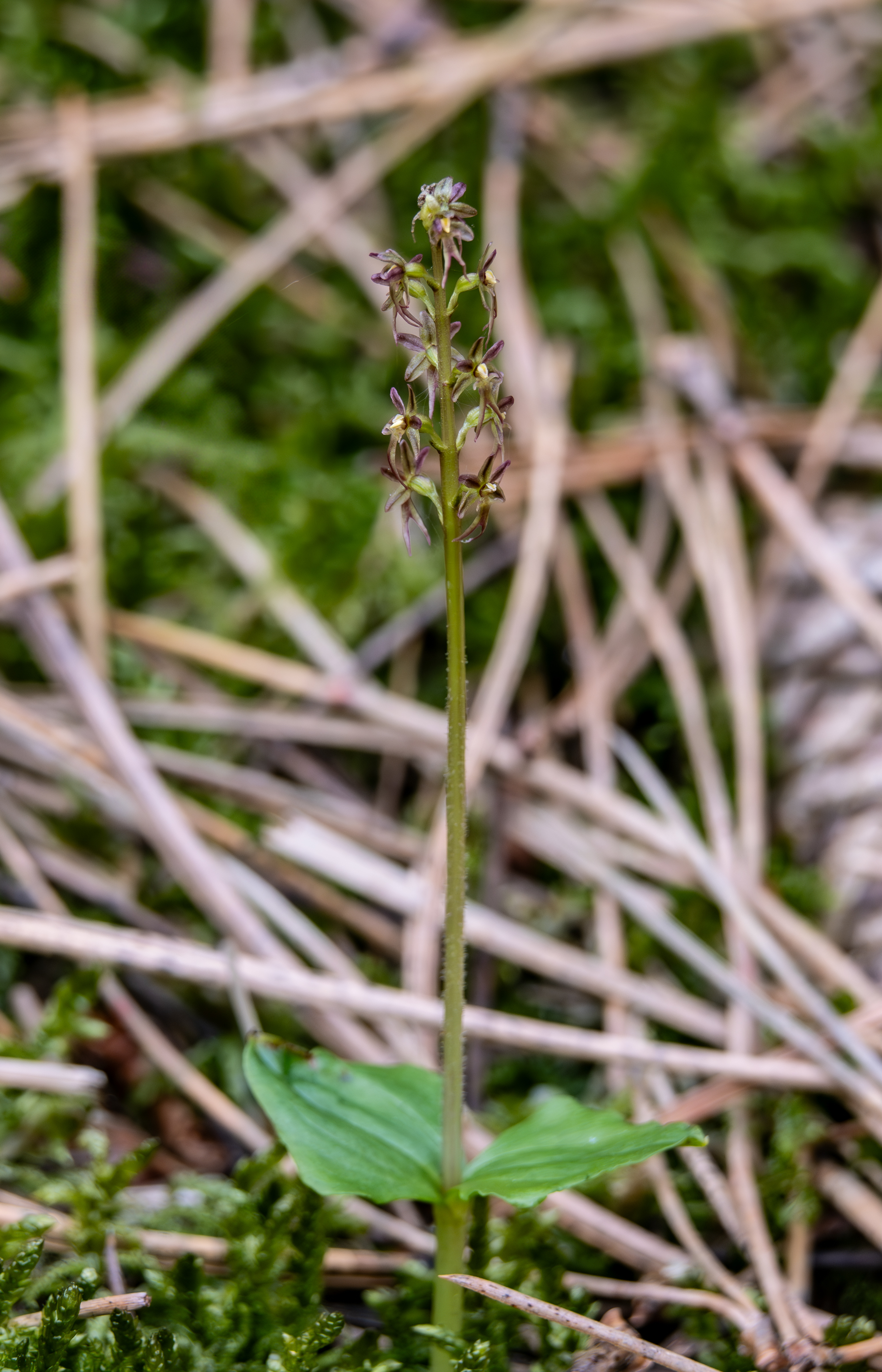 Kleine keverorchis