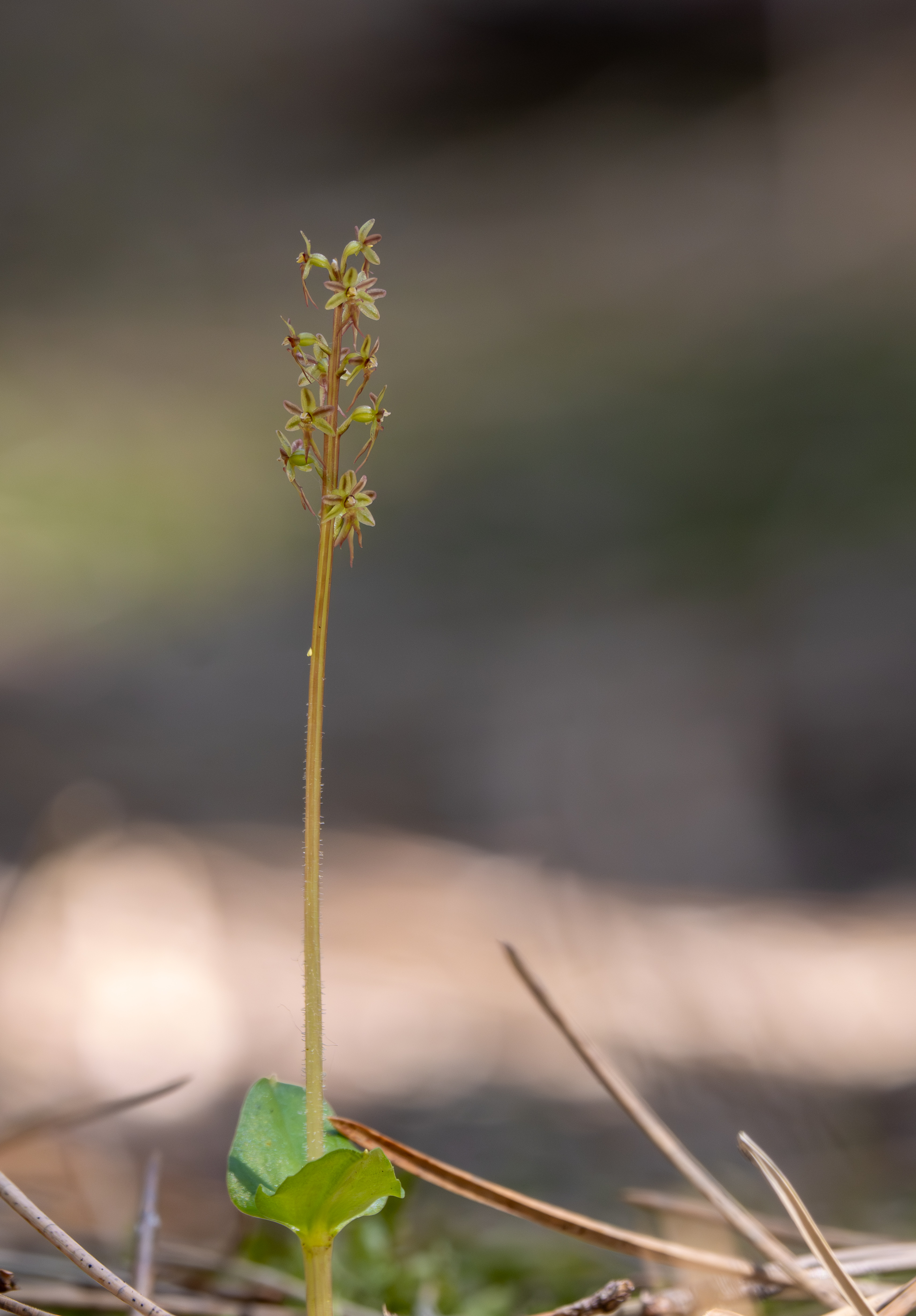 Kleine keverorchis