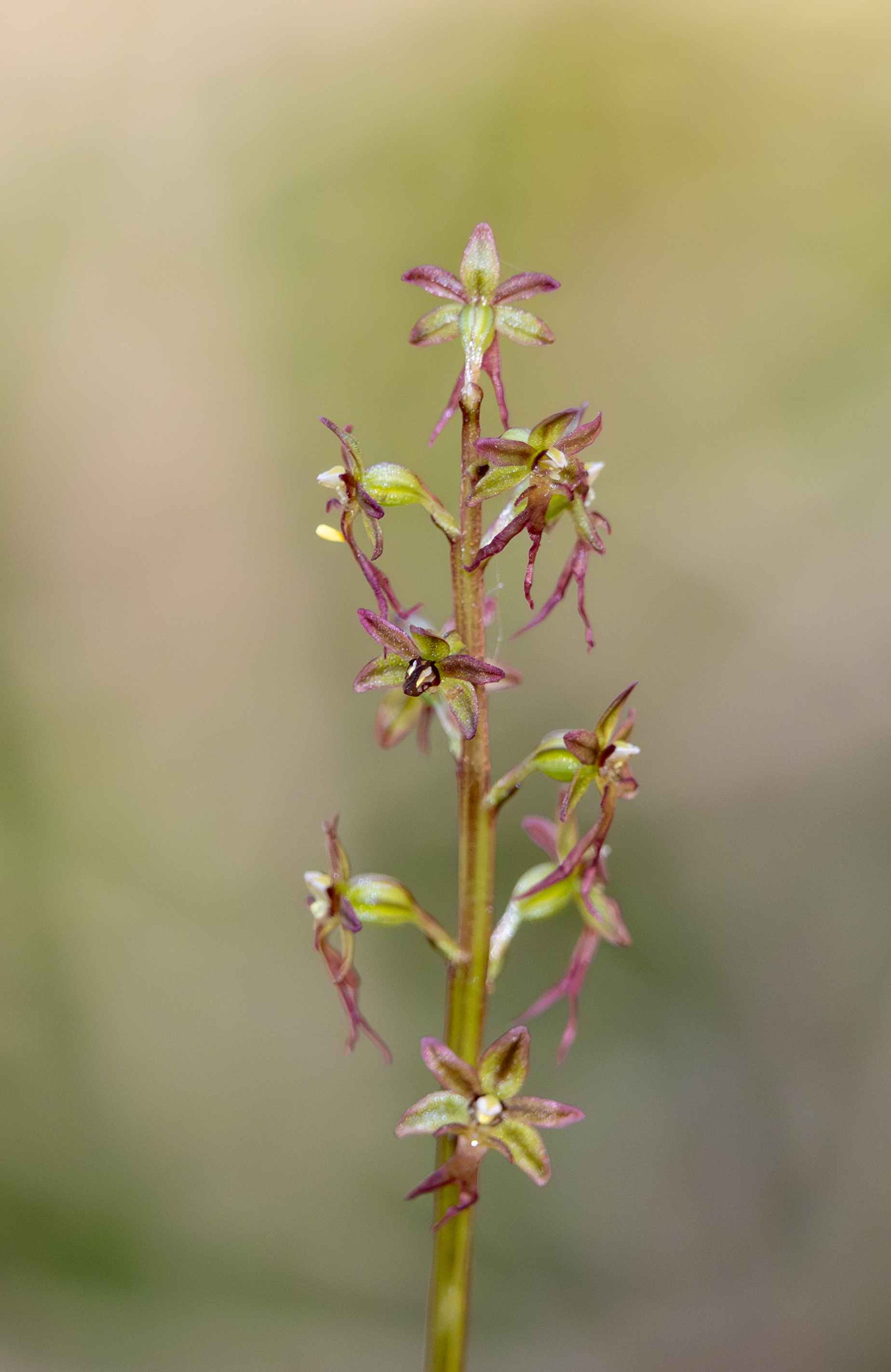 Kleine keverorchis