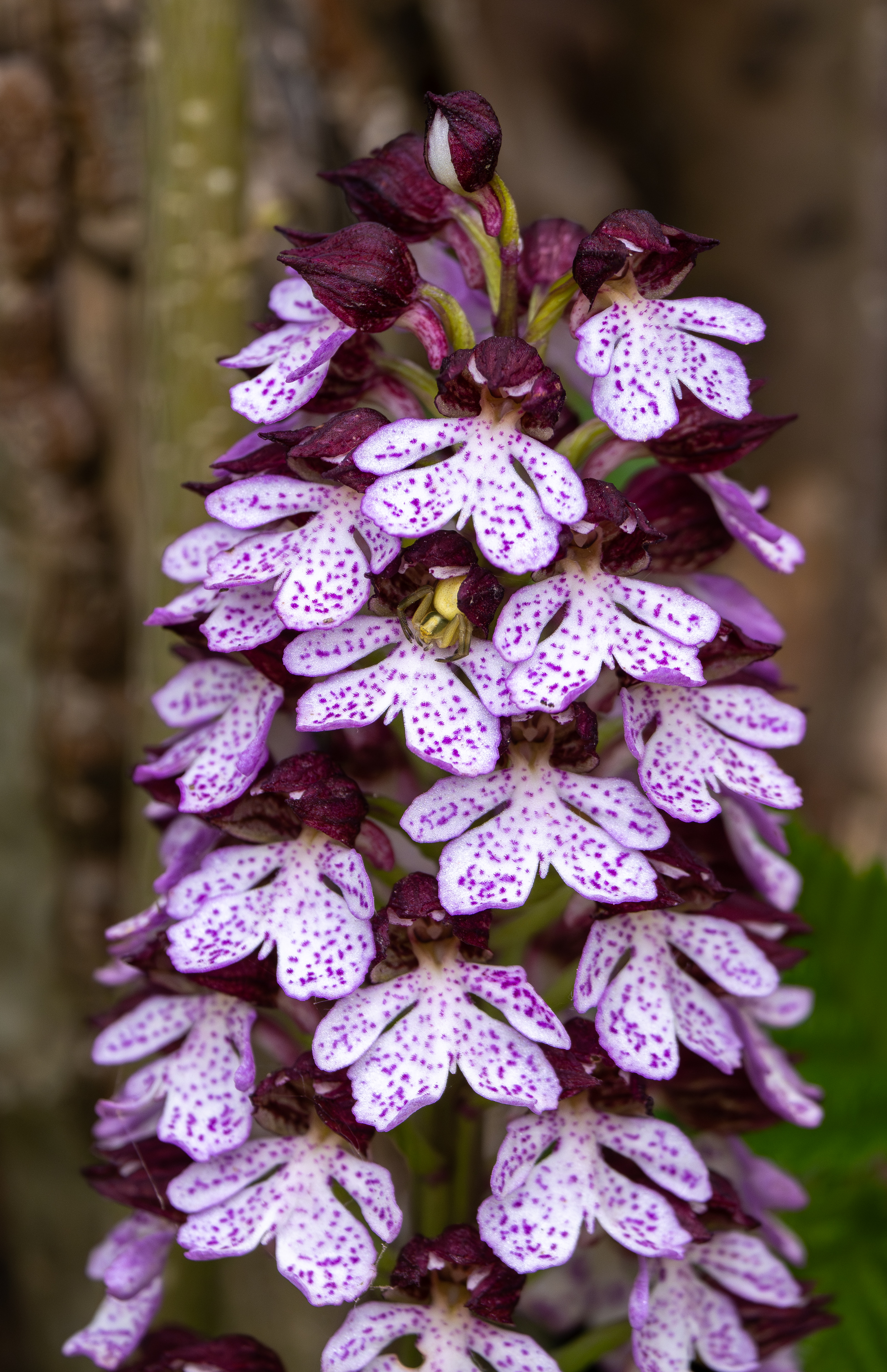 Purperorchis