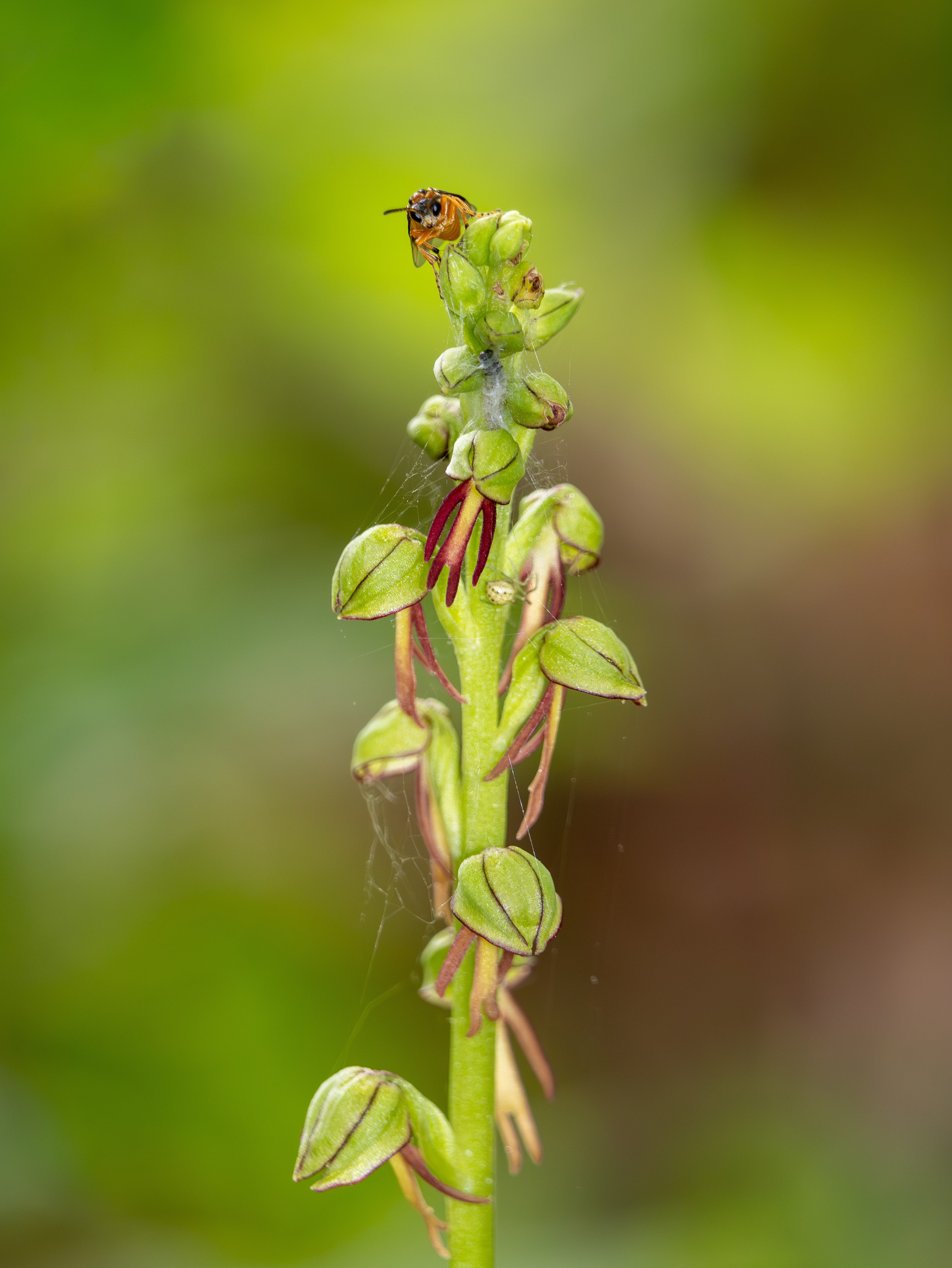 Poppenorchis