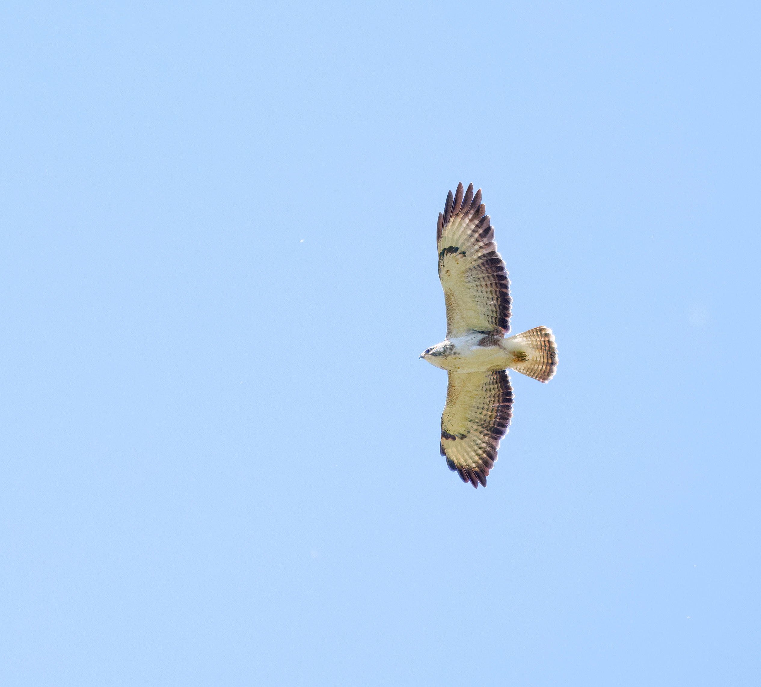 Buizerd