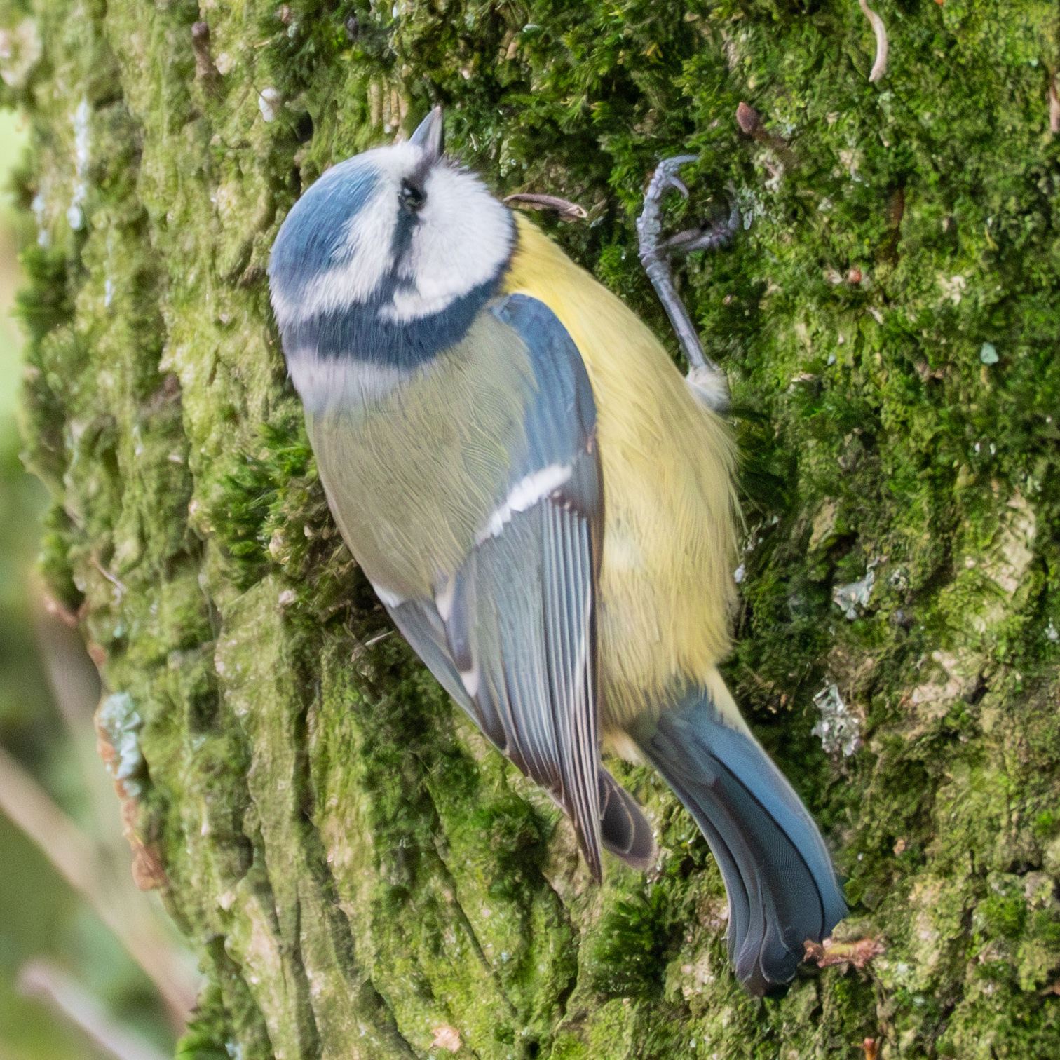 Lightroom DeNoise AI