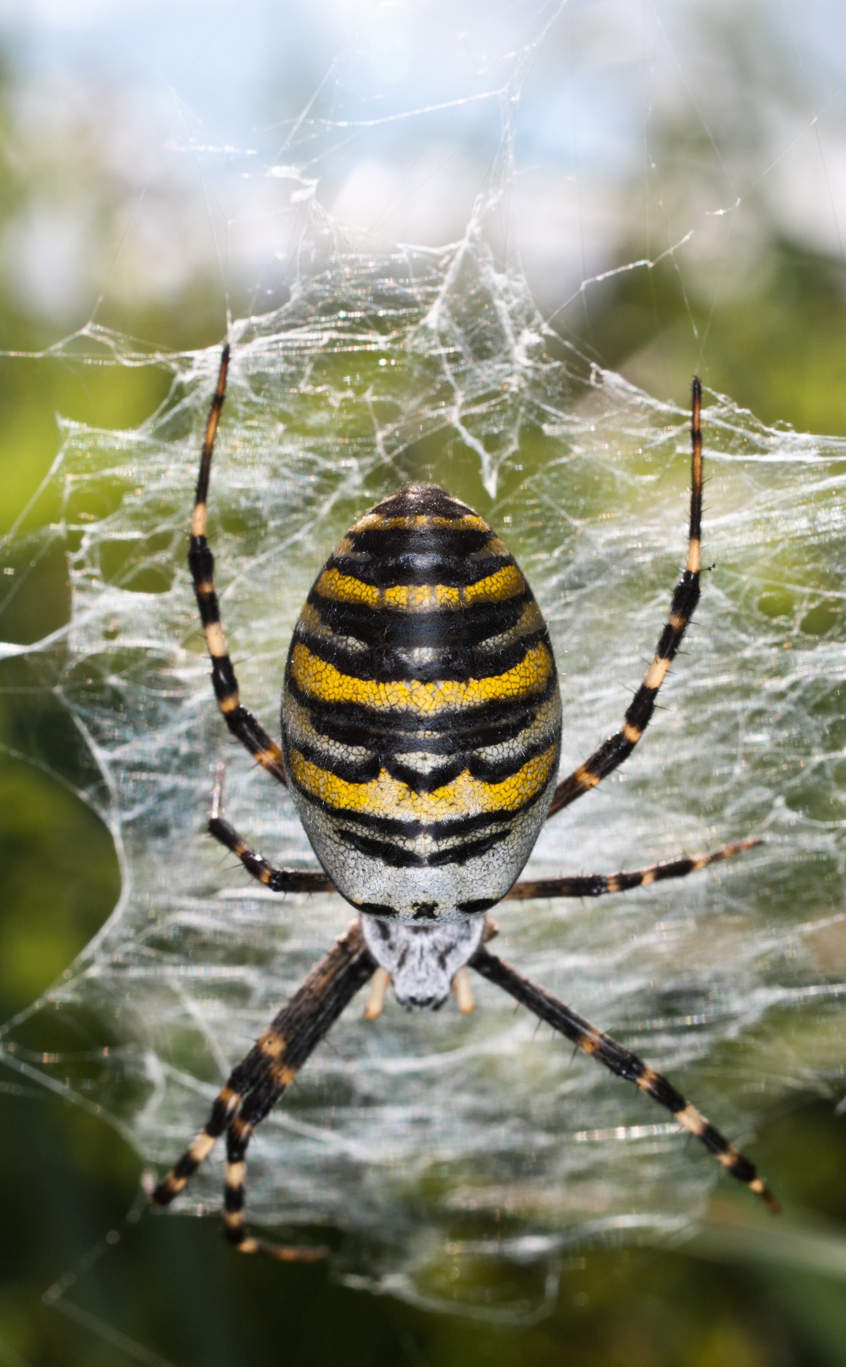Wasp spider