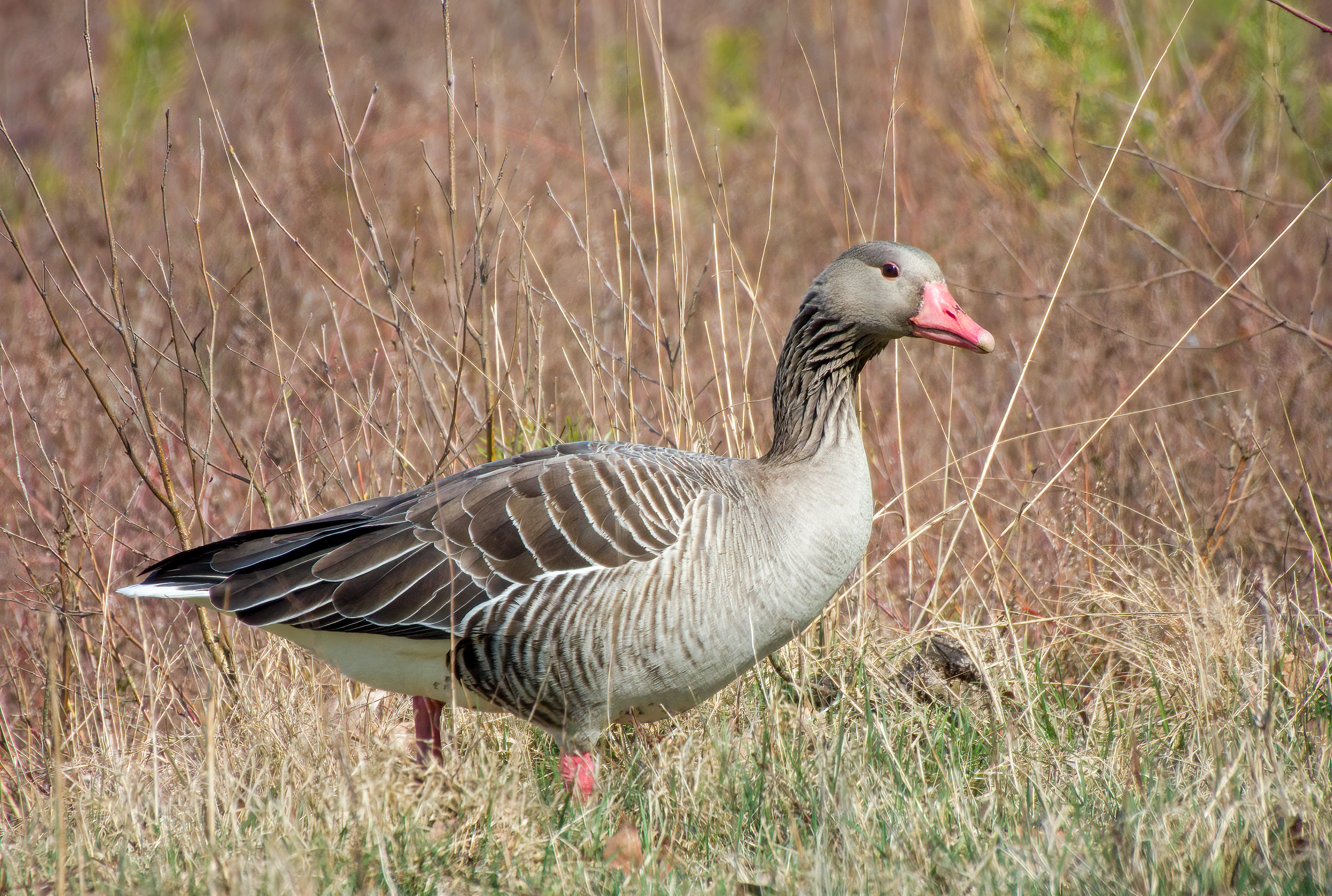 DSCN3943 sharpen Softness