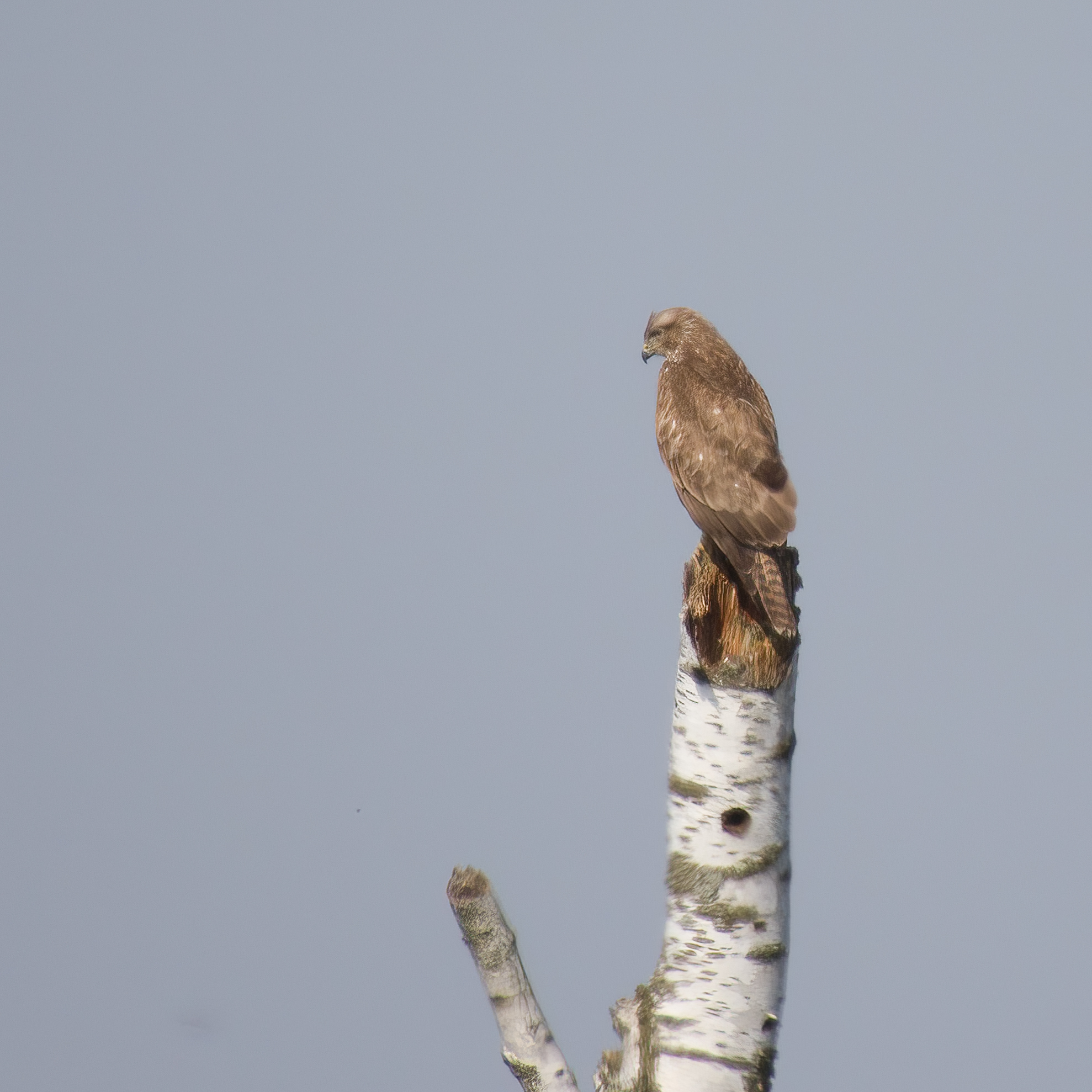 DSCN3957 sharpen Softness