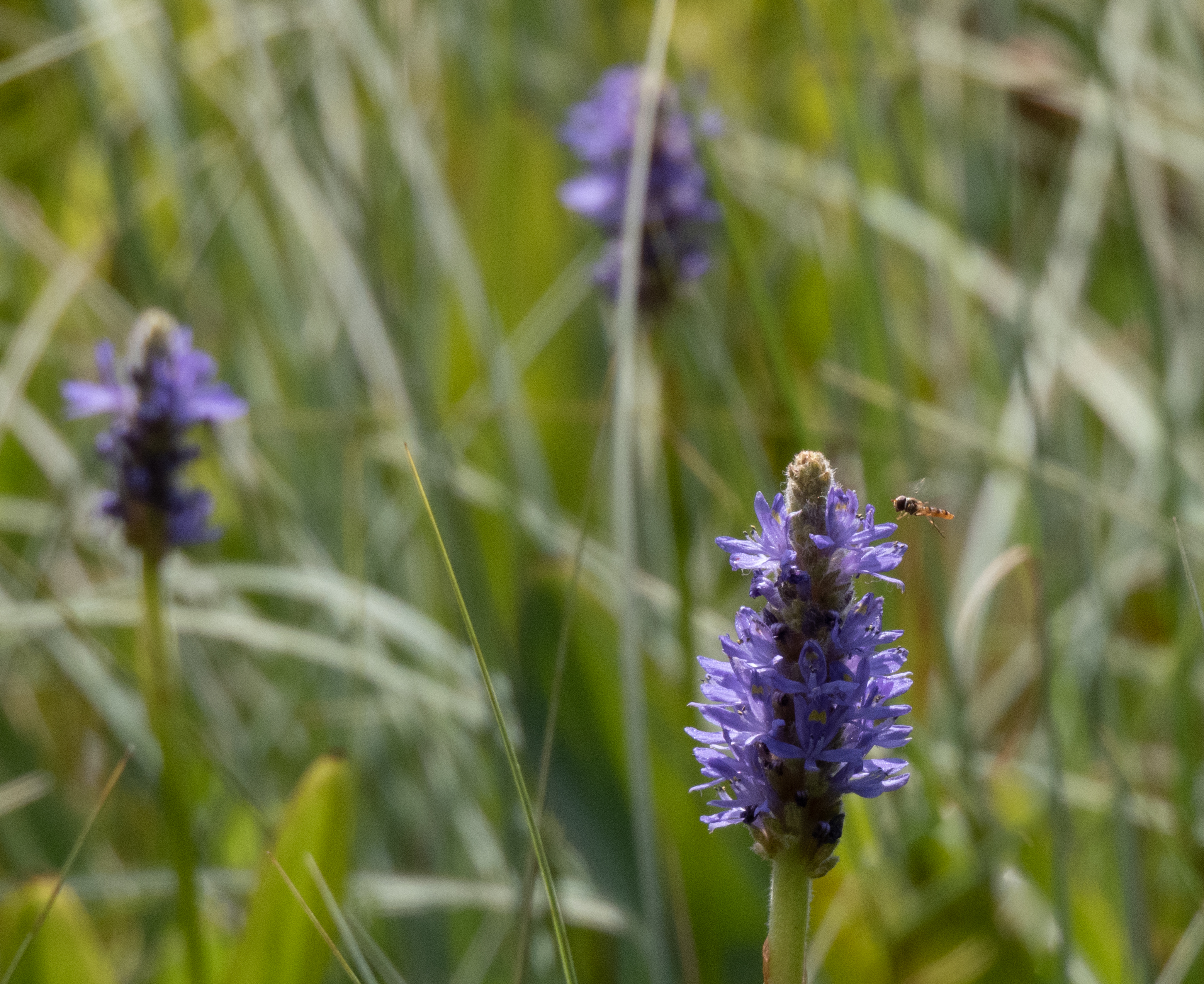 Groote Heide Boven Leende