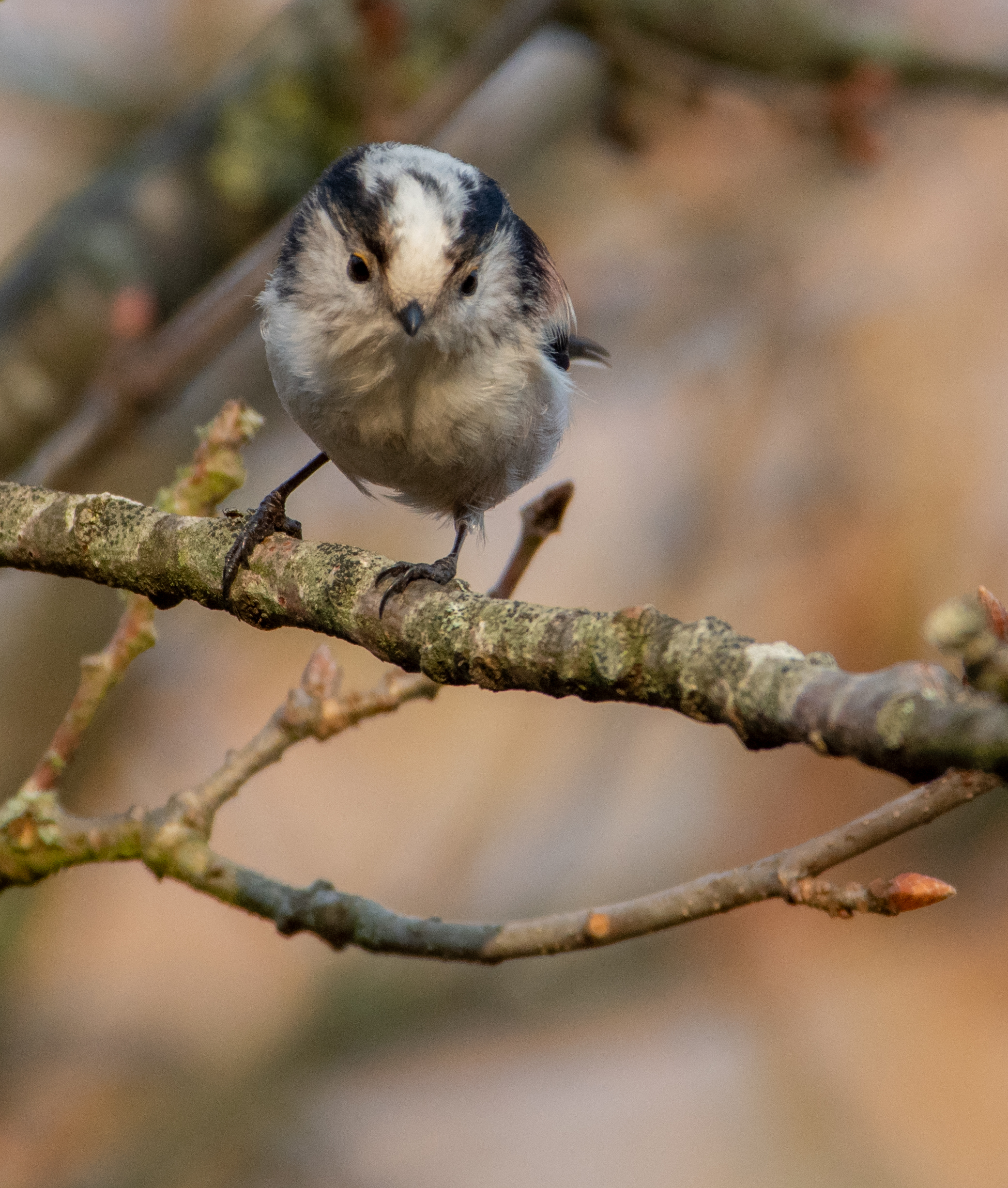 Long-tailed tit