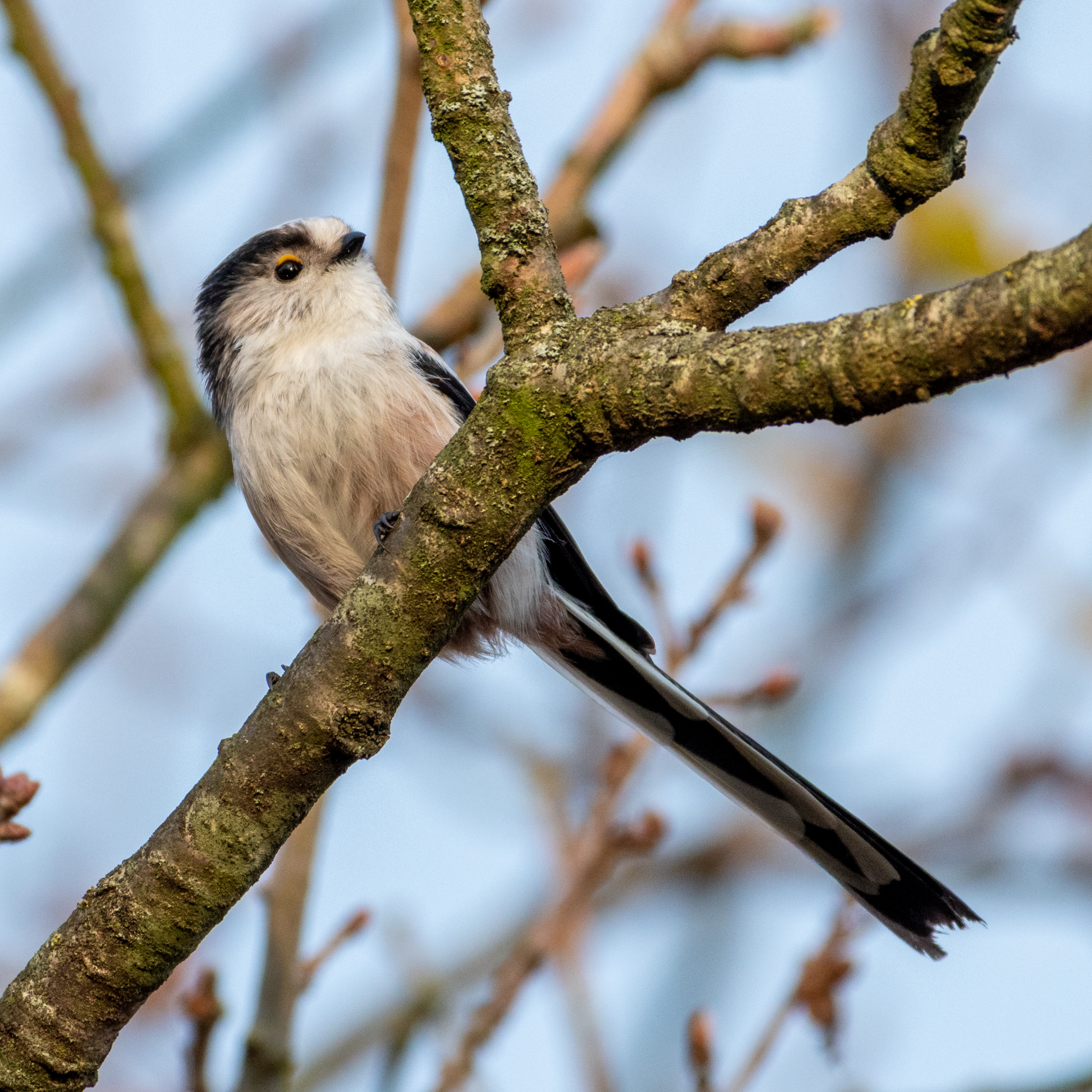 Long-tailed tit