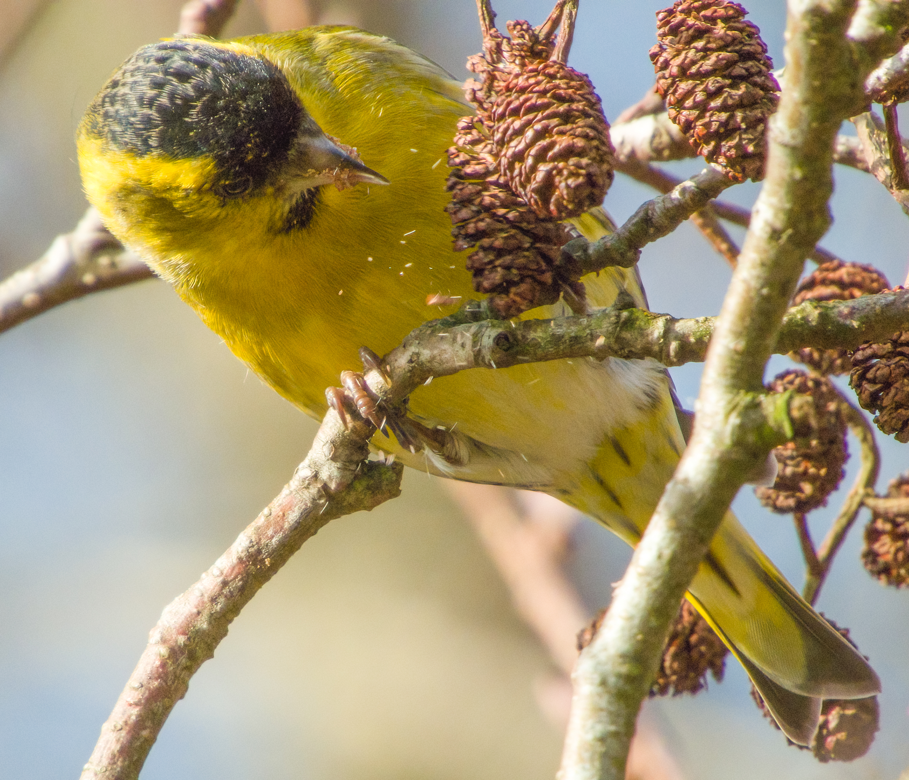 DSCN3866 denoise low light