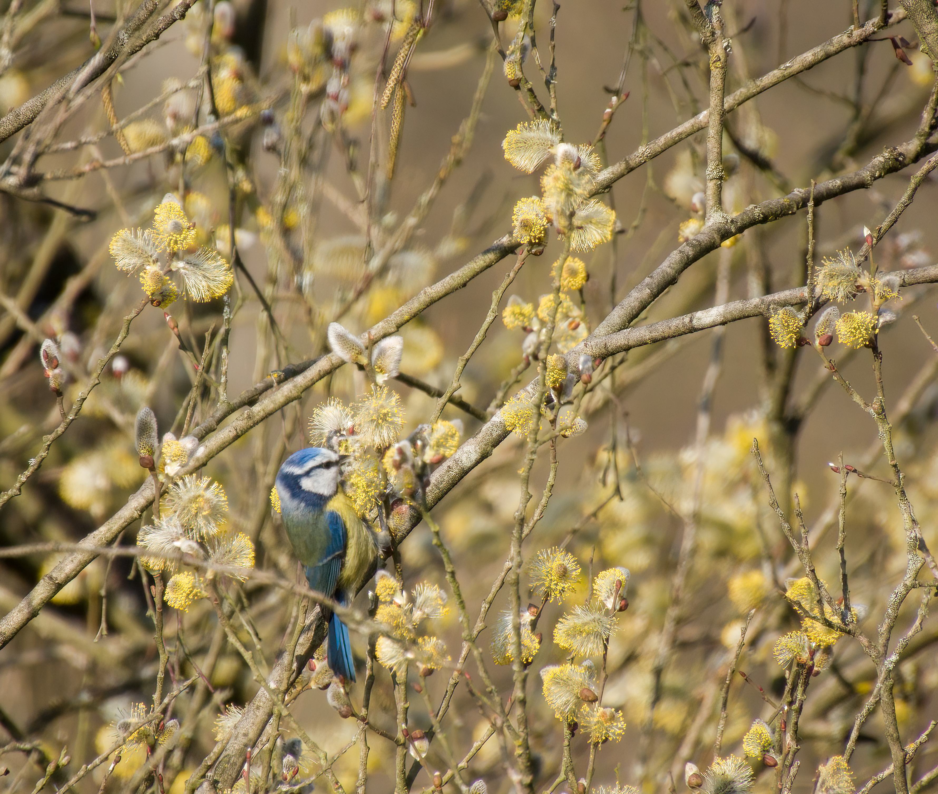 DSCN3995 sharpen Softness