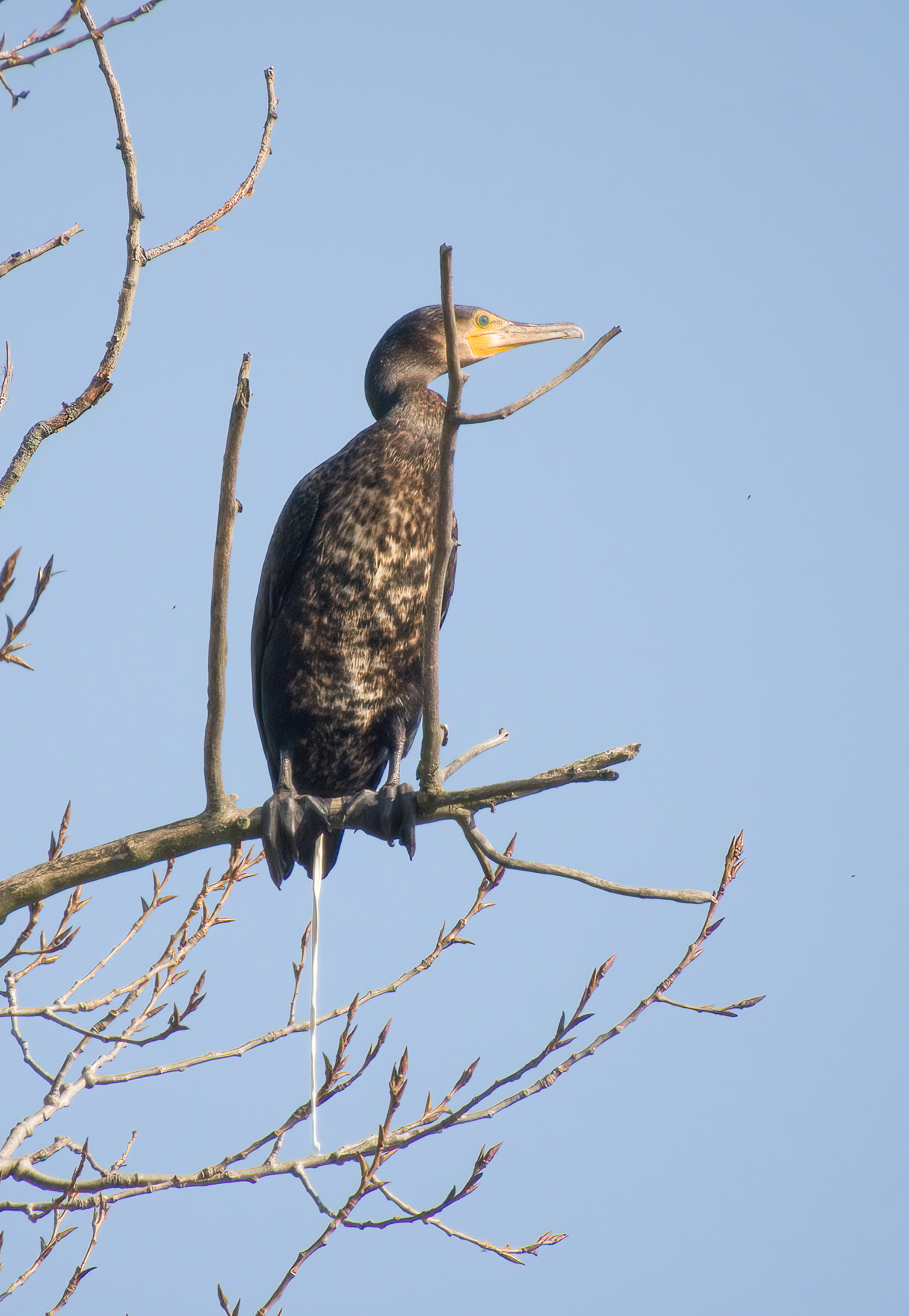 DSCN4001 sharpen Softness