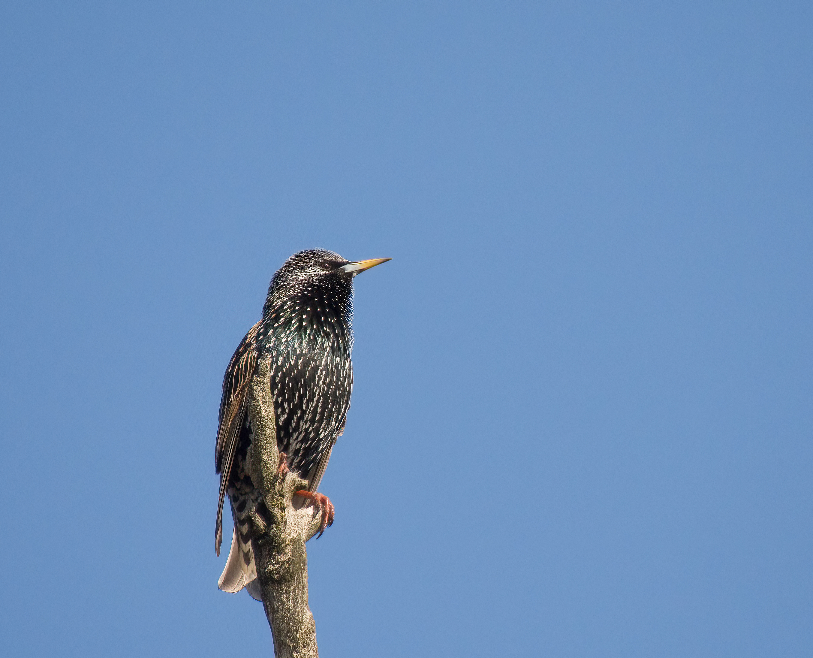 DSCN4019 sharpen Softness