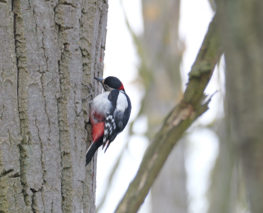 Grote bonte specht